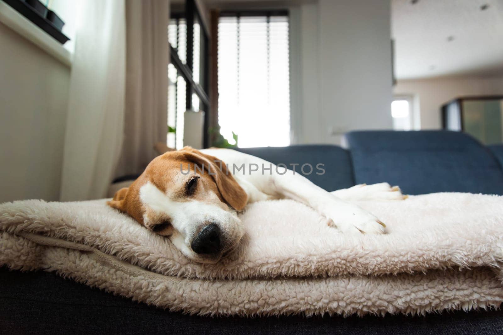 A peaceful and adorable Beagle dog is napping soundly on a cozy blanket in a modern home setting filled with comfort