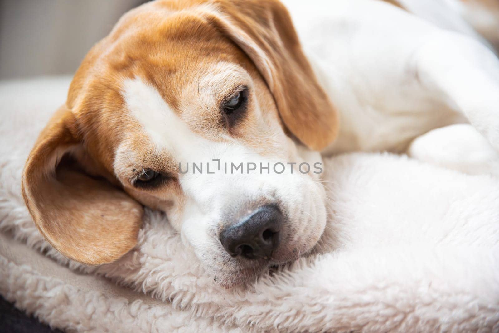 A calm, sweet beagle peacefully rests on a fluffy, soft blanket, showcasing its adorably sleepy demeanor and charm