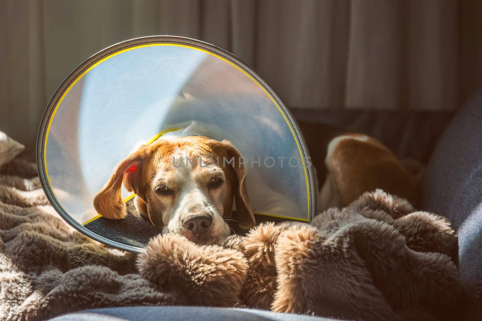 An adorable beagle, wearing a protective cone, is resting peacefully on a cozy blanket in soft, soothing light