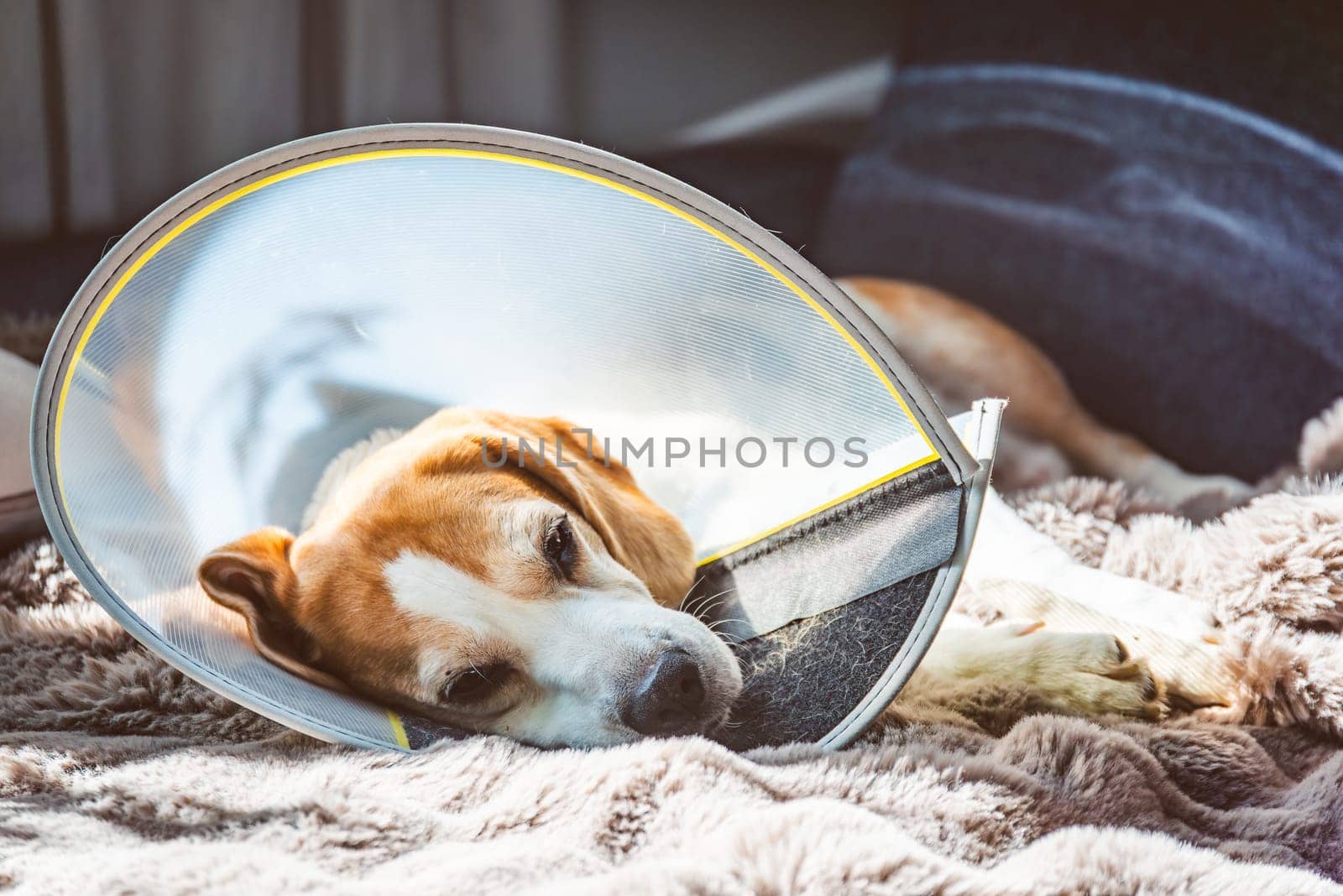 A tranquil dog adorned with a healing cone is peacefully resting on a cozy blanket at home after a vet visit