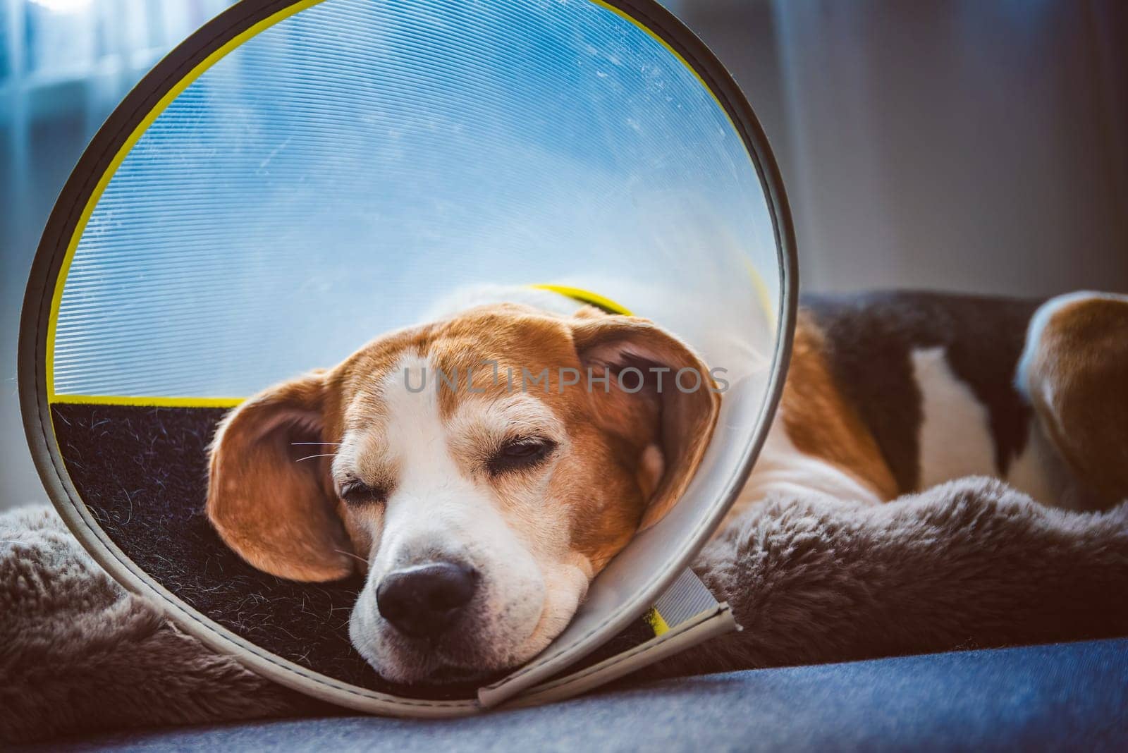 A beagle resting with an Elizabethan collar indoors, showcasing a calm and soothing recovery atmosphere.