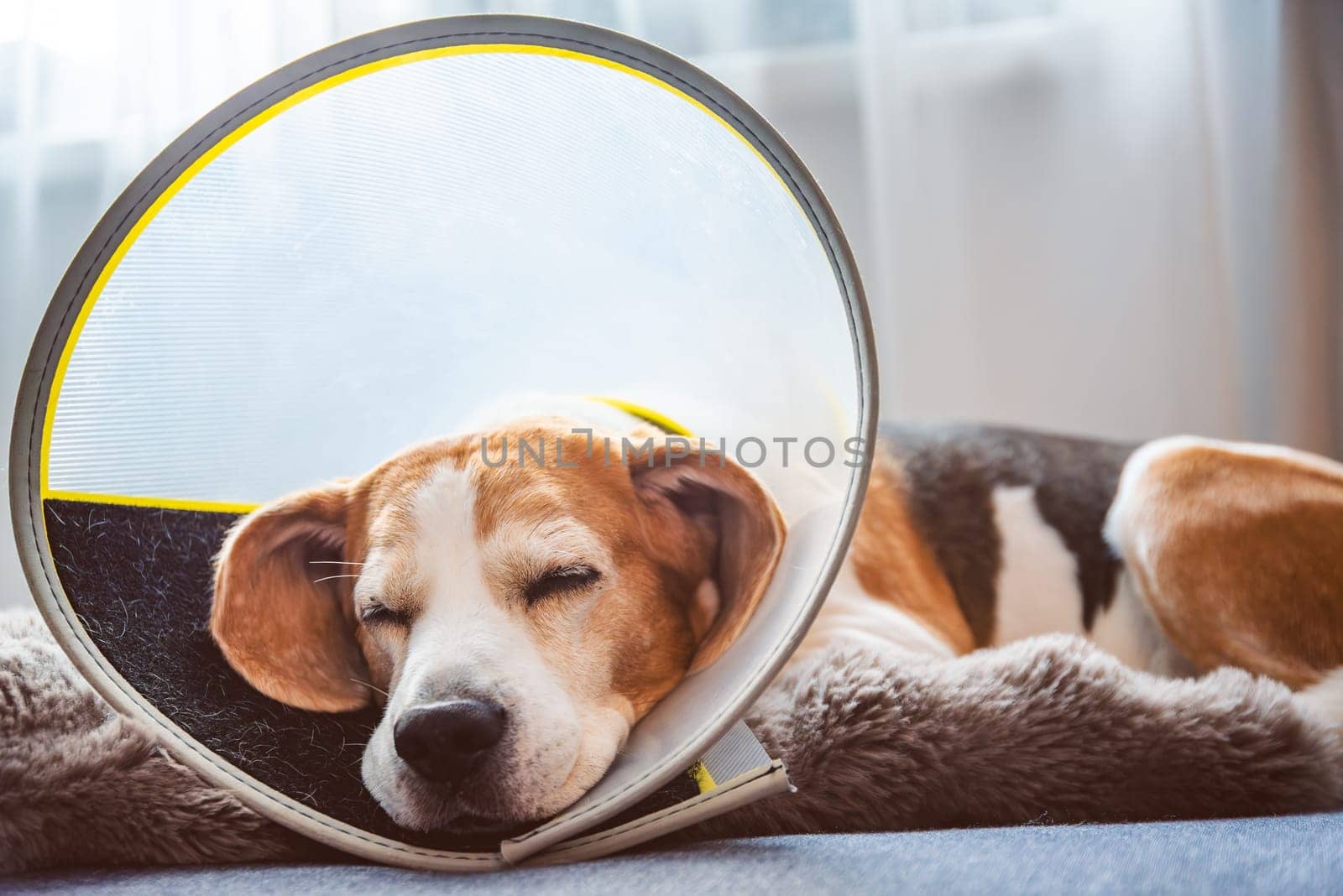 A cute beagle dog is peacefully resting while wearing a cone collar in a cozy and comfortable indoor environment