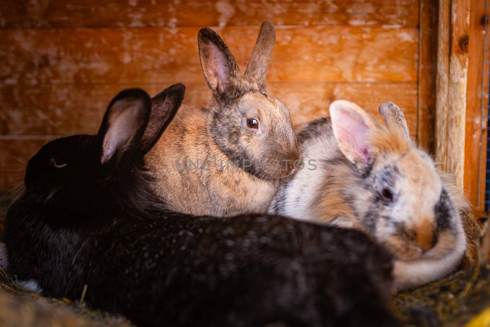 In a heartwarming scene, three adorable rabbits are peacefully relaxing together in their cozy environment