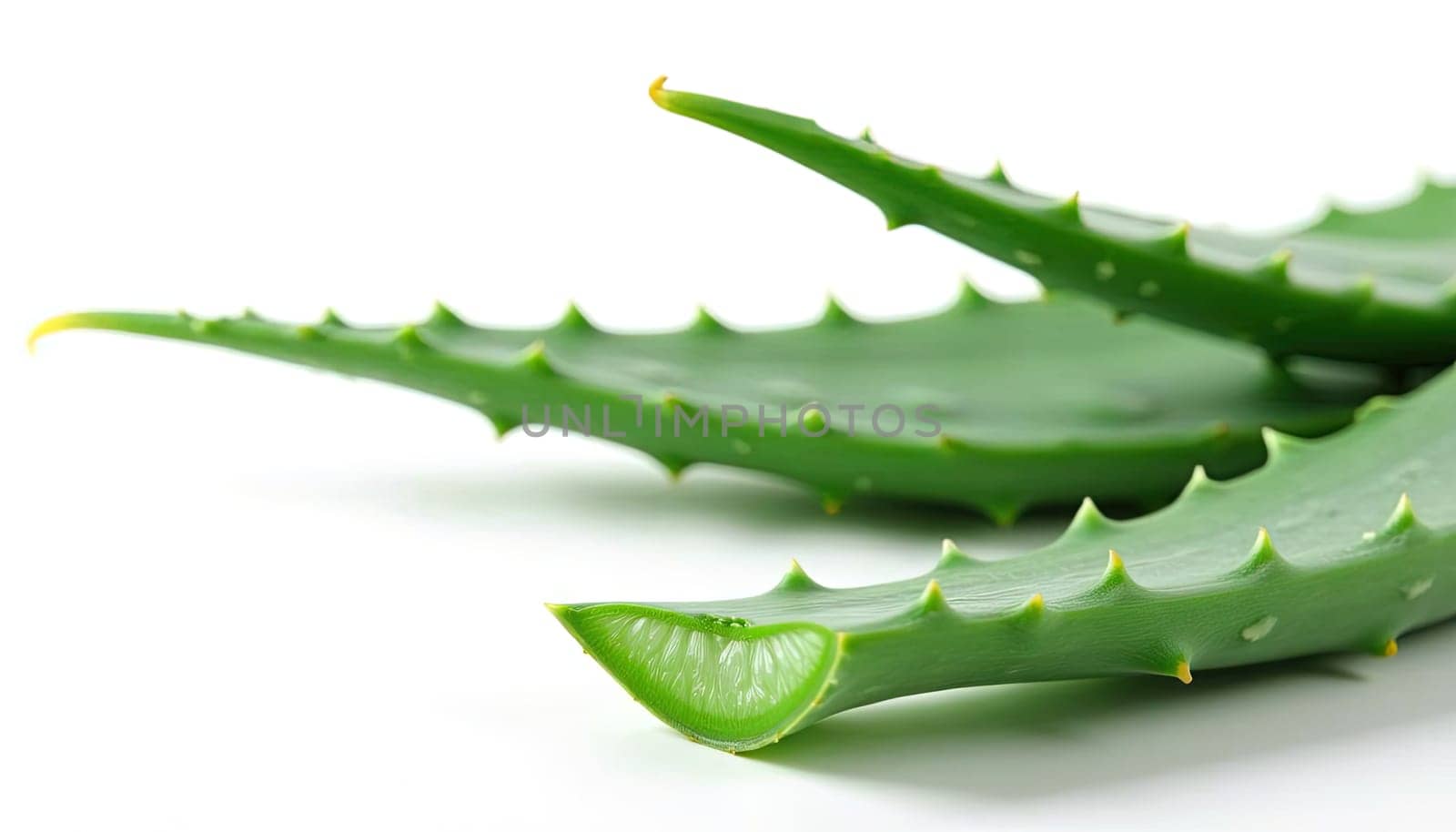 Close-up of fresh aloe vera leaves for health care. Generated AI.