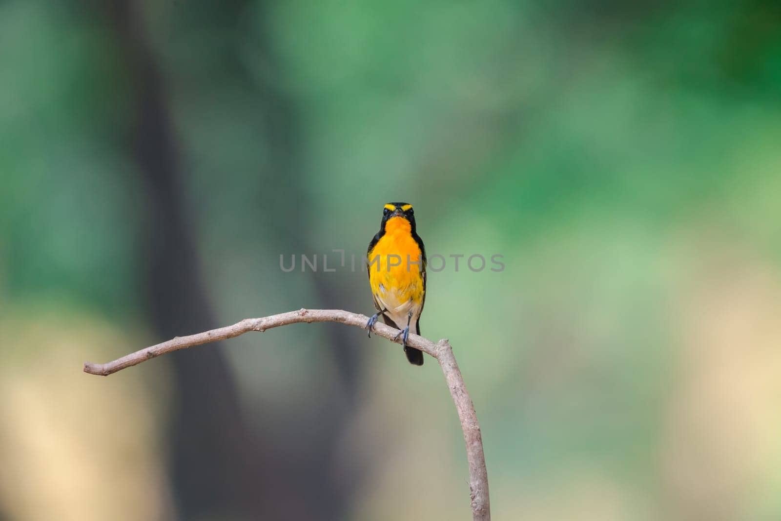 Bird (Narcissus Flycatcher, Ficedula narcissina) male black, orange, orange-yellow color perched on a tree in a nature wild and risk of extinction
