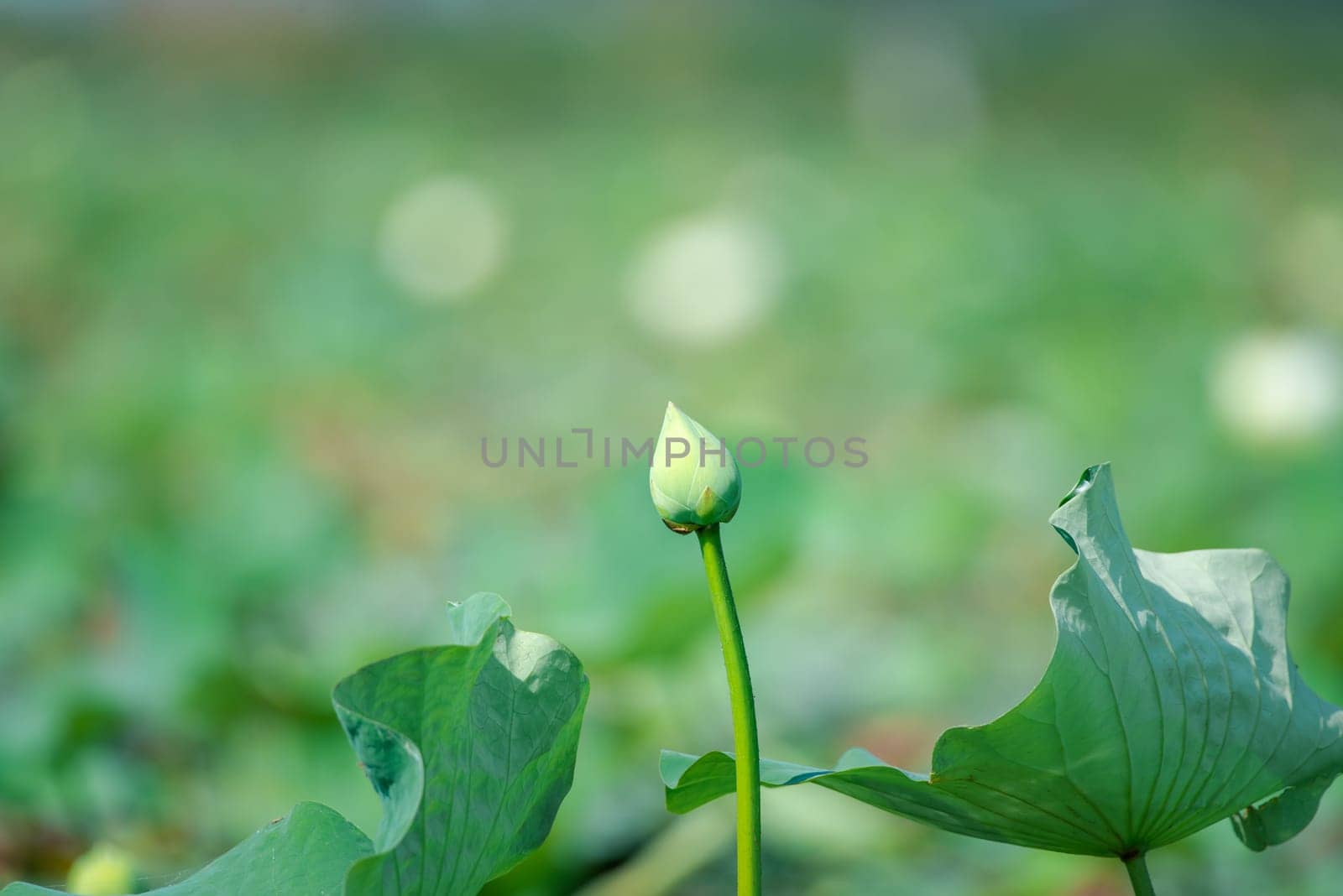 Lotus flower (Lotus or Nelumbo) purple, violet, white and pink color, Naturally beautiful flowers in the garden