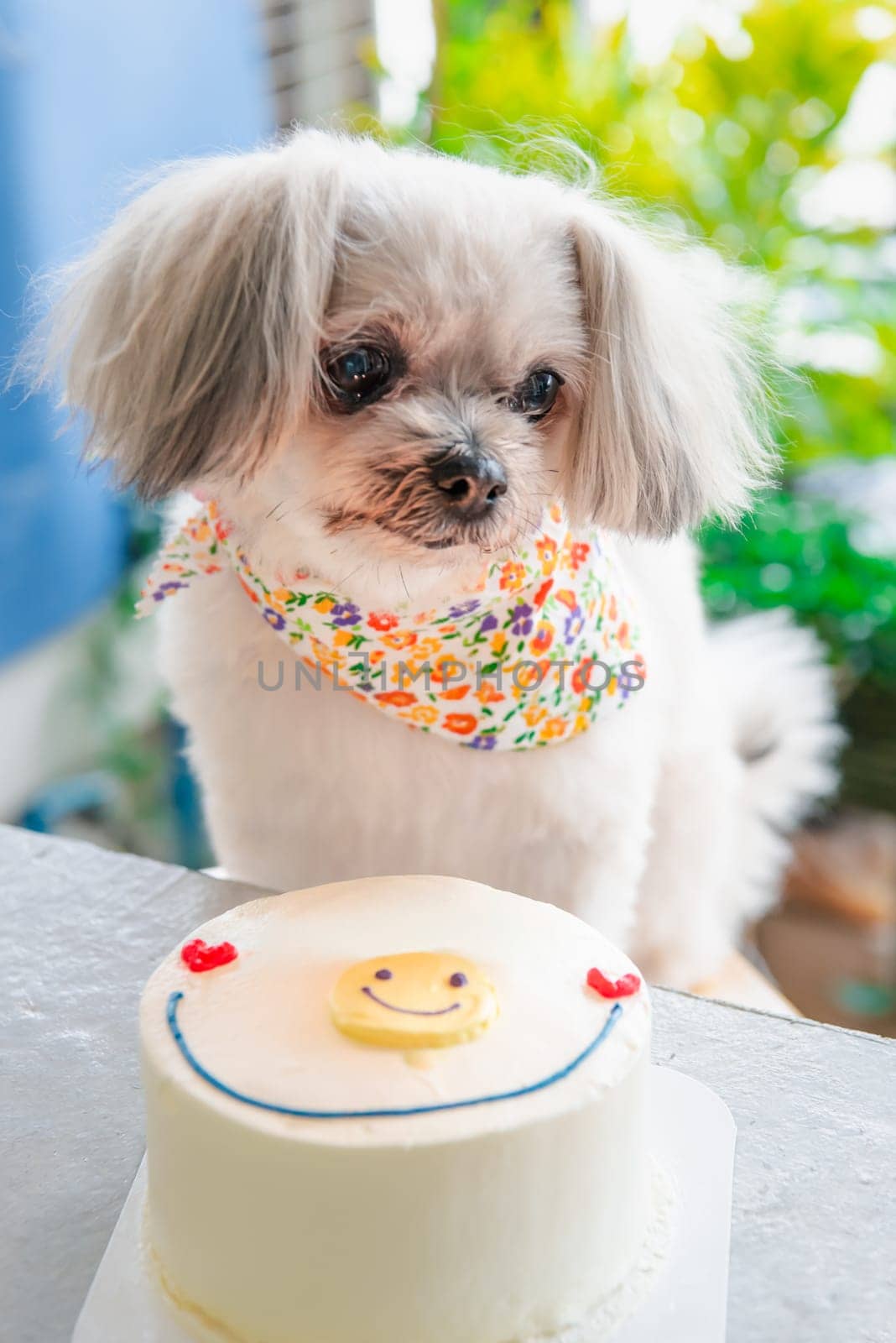 Dog so cute mixed breed with Shih-Tzu, Pomeranian and Poodle sitting at table outdoor dessert restaurant waiting to eat cake or birthday cake