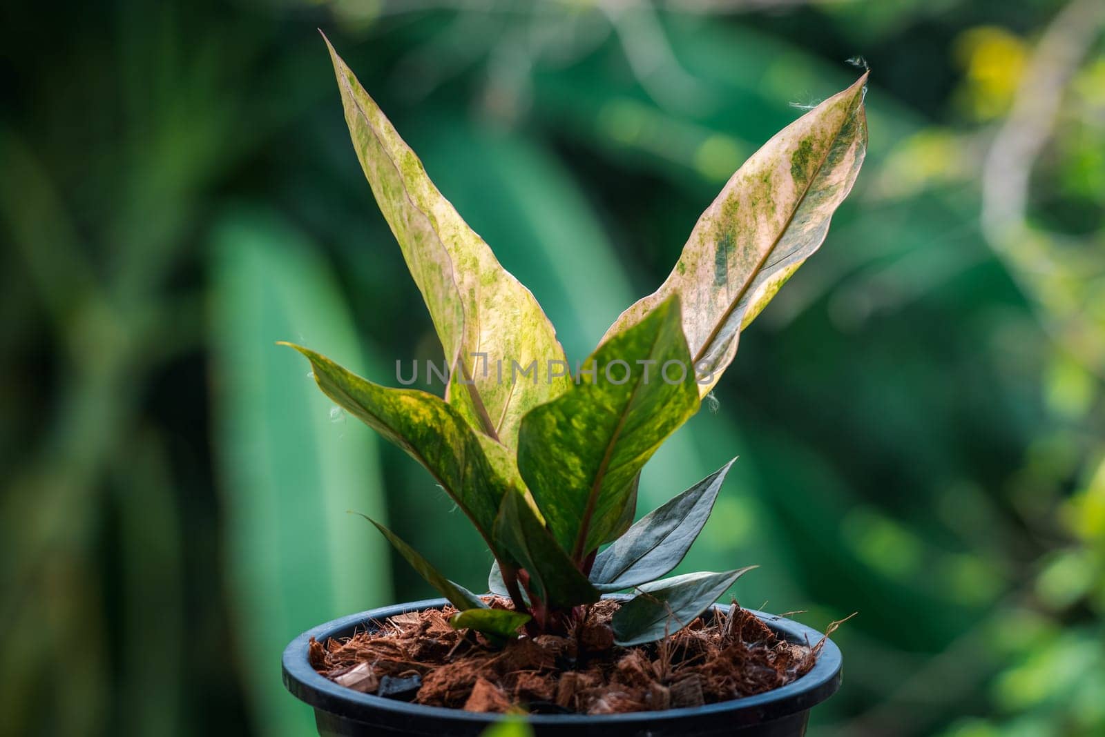 Greenery background, Anthurium Renaissance Variegated, green color of nature plant and leaf environment greenery concept
