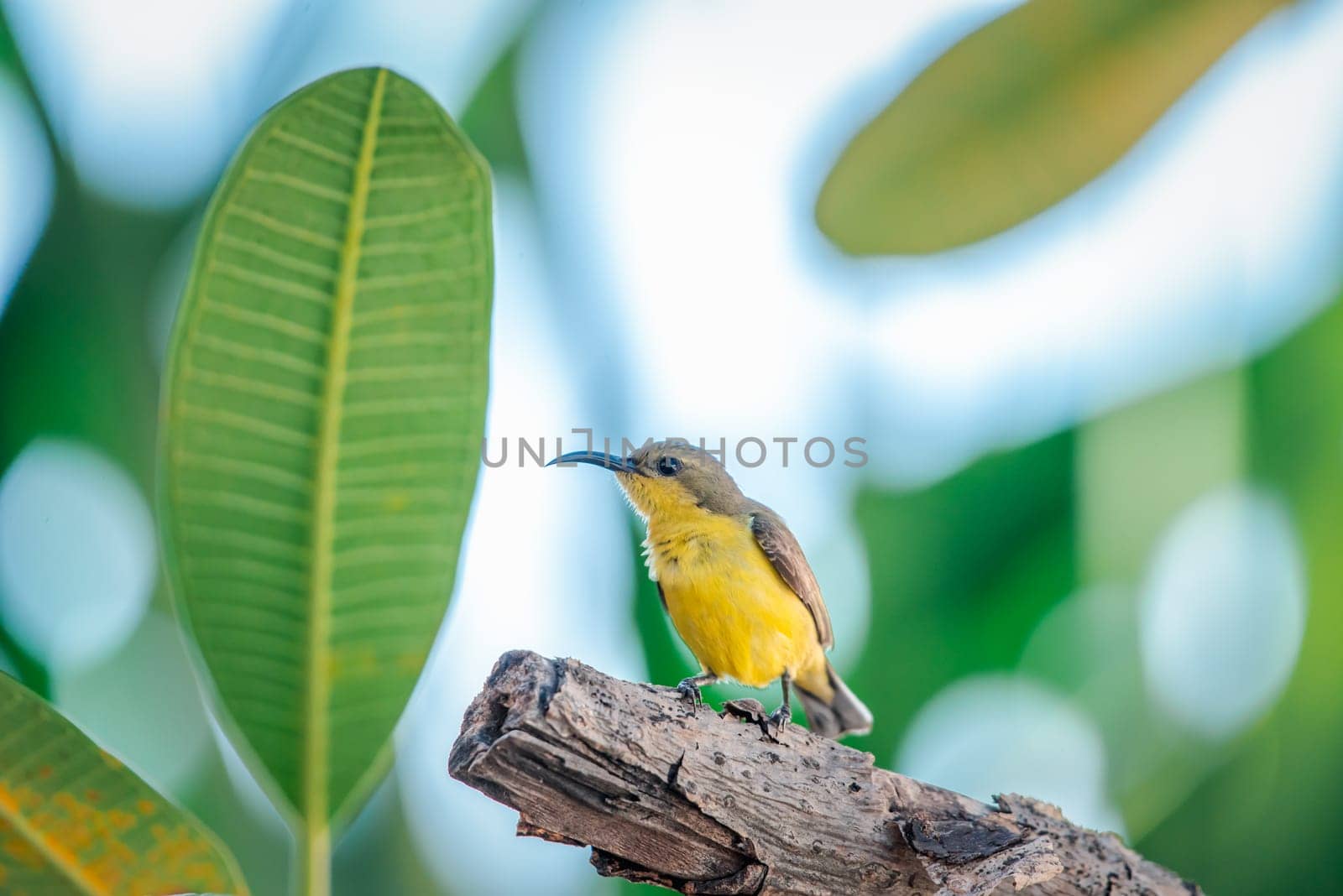 Bird (Olive-backed sunbird, Yellow-bellied sunbird) female yellow color perched on a tree in a nature wild