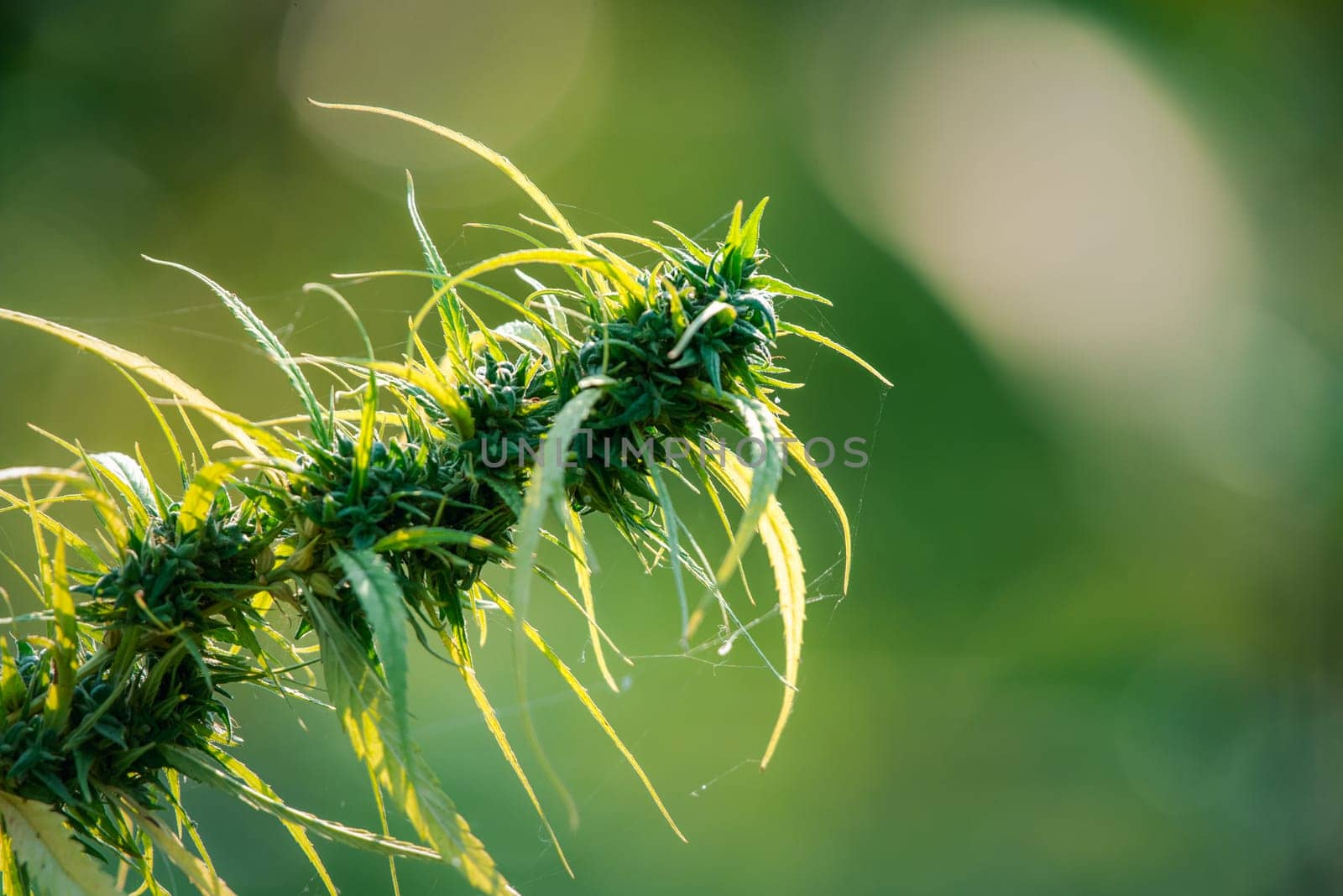 Greenery background, green color of nature plant and leaf environment greenery herb concept (Cannabis)