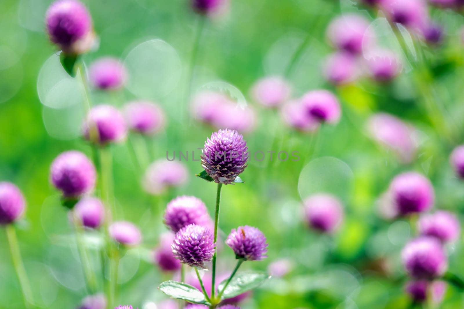 Flower (Globe Amaranth or Bachelor Button) purple or violet color Naturally beautiful flowers in the garden.