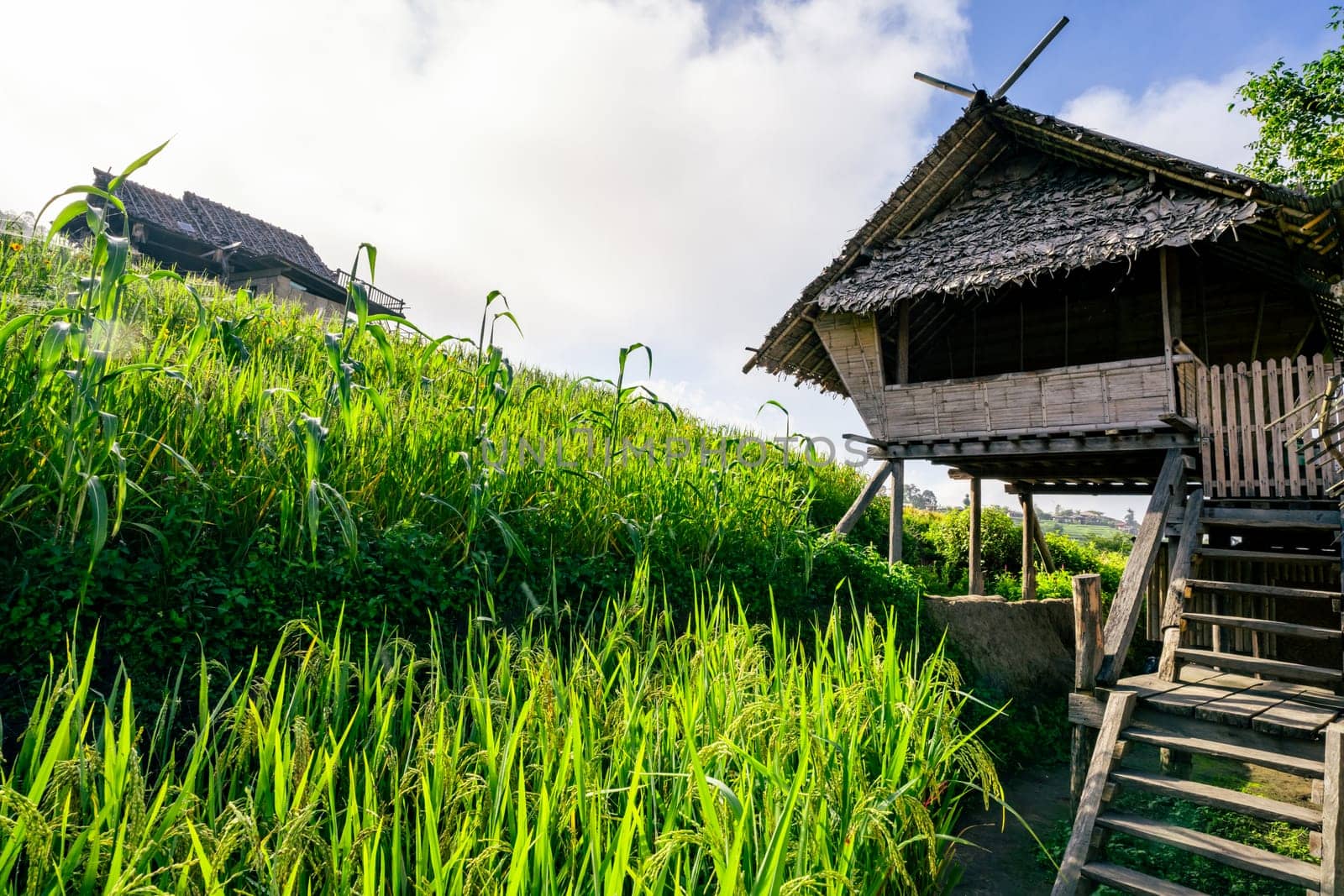 Rural lifestyle captured in an Asian village with a bamboo home among vibrant rice fields, where travelers experience eco living, local culture, and peaceful countryside views under the sky.