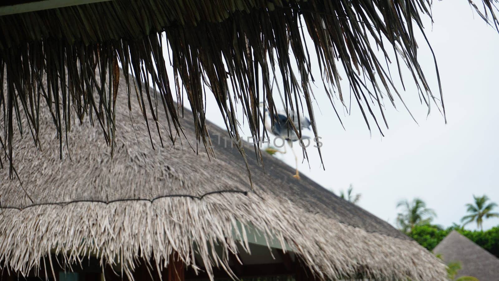 Grey heron walking gracefully on the thatched roof of a tropical bungalow, embodying tranquility in an exotic resort setting, surrounded by lush palm trees and serene skies