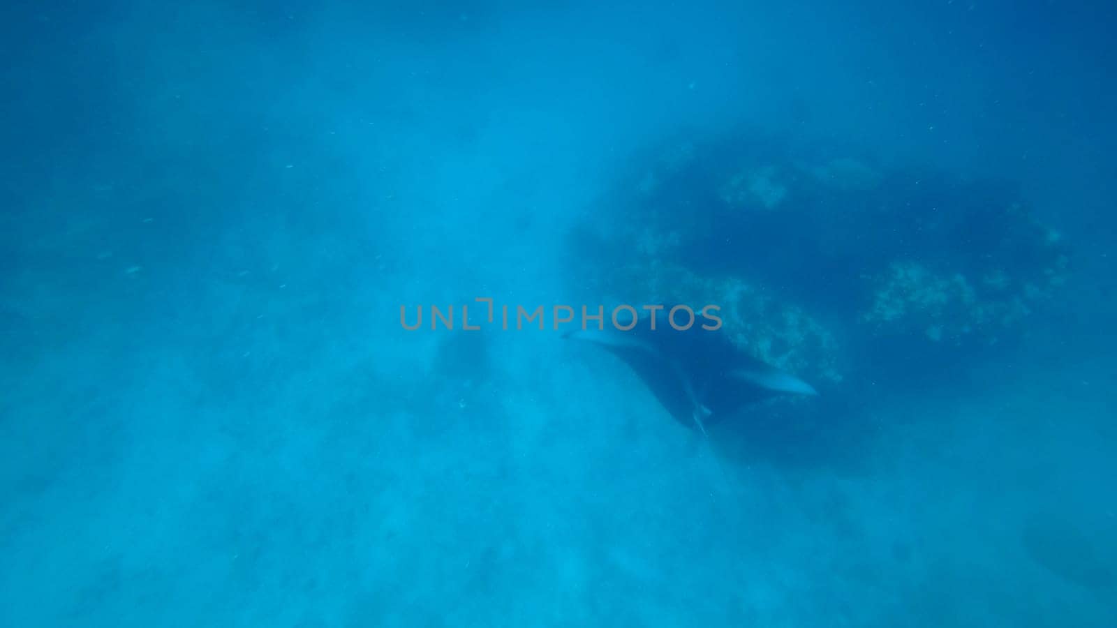 Giant oceanic manta ray swimming gracefully near a vibrant coral reef in the clear blue waters of the ocean, creating a breathtaking underwater scene