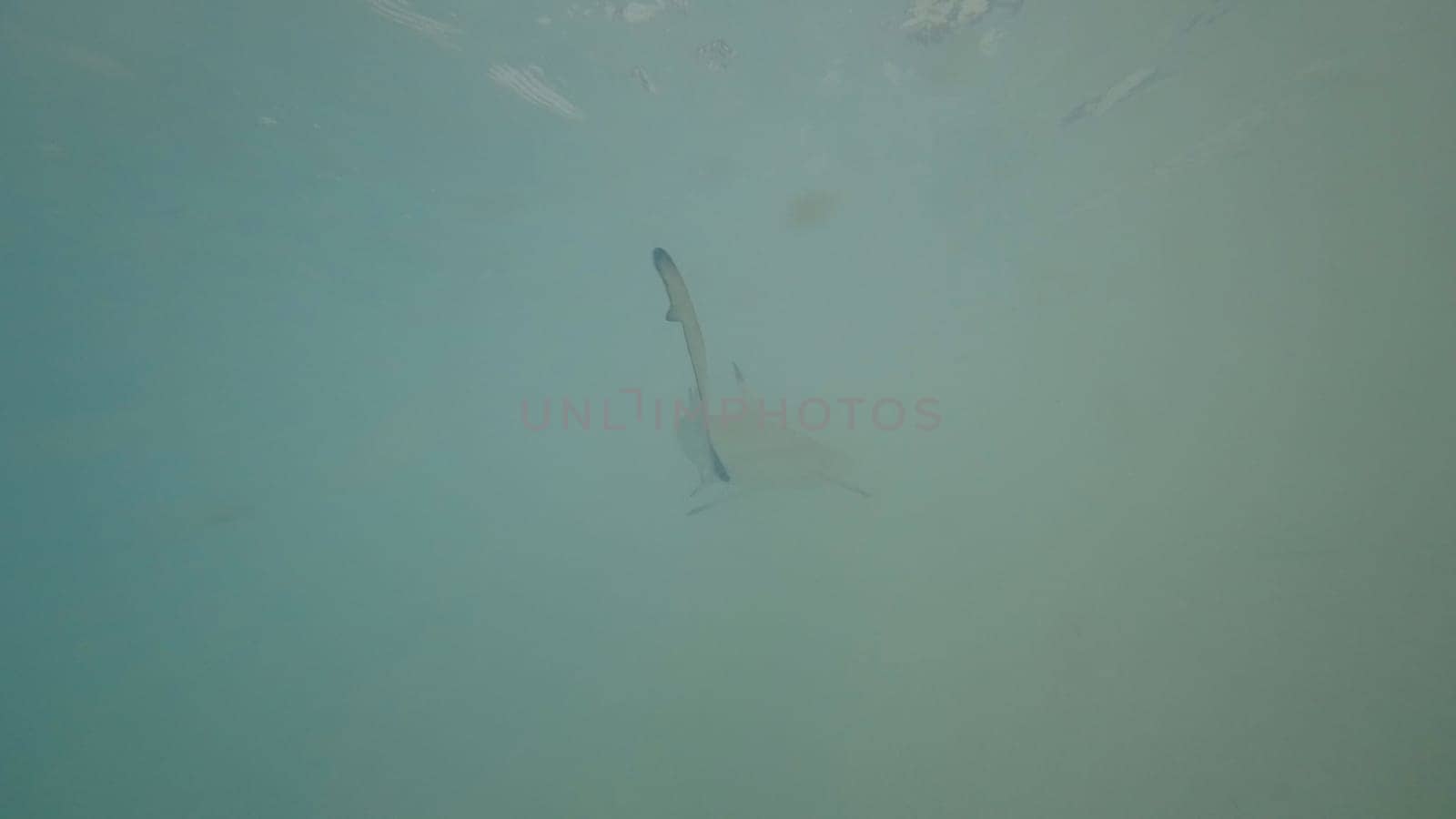 Underwater view capturing a shark gliding gracefully through the murky depths of the ocean, evoking feelings of mystery and awe in the aquatic realm
