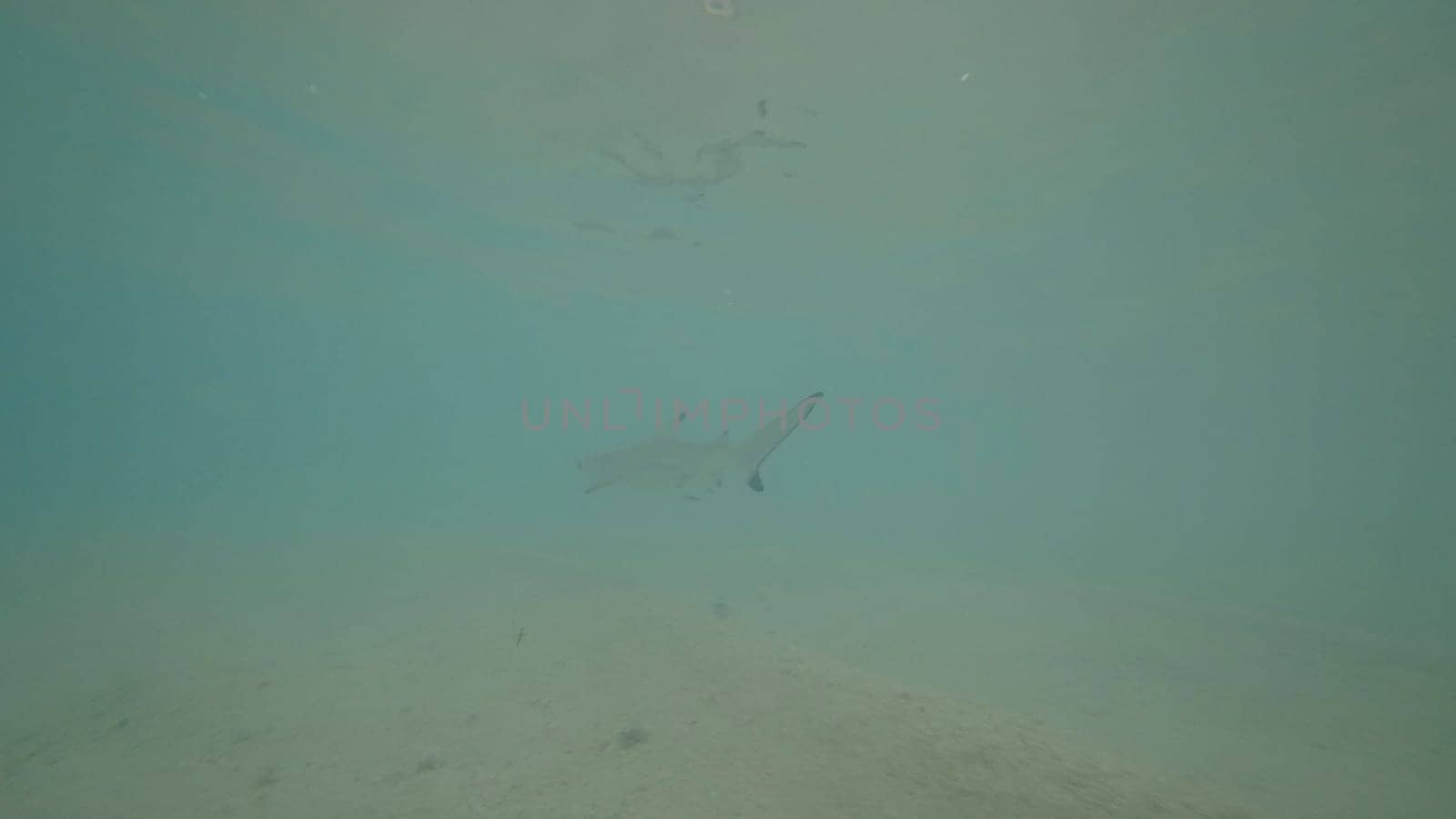 Blacktip reef shark gliding gracefully through the shallow, murky waters of a tropical lagoon, showcasing the beauty and tranquility of marine life in its natural habitat