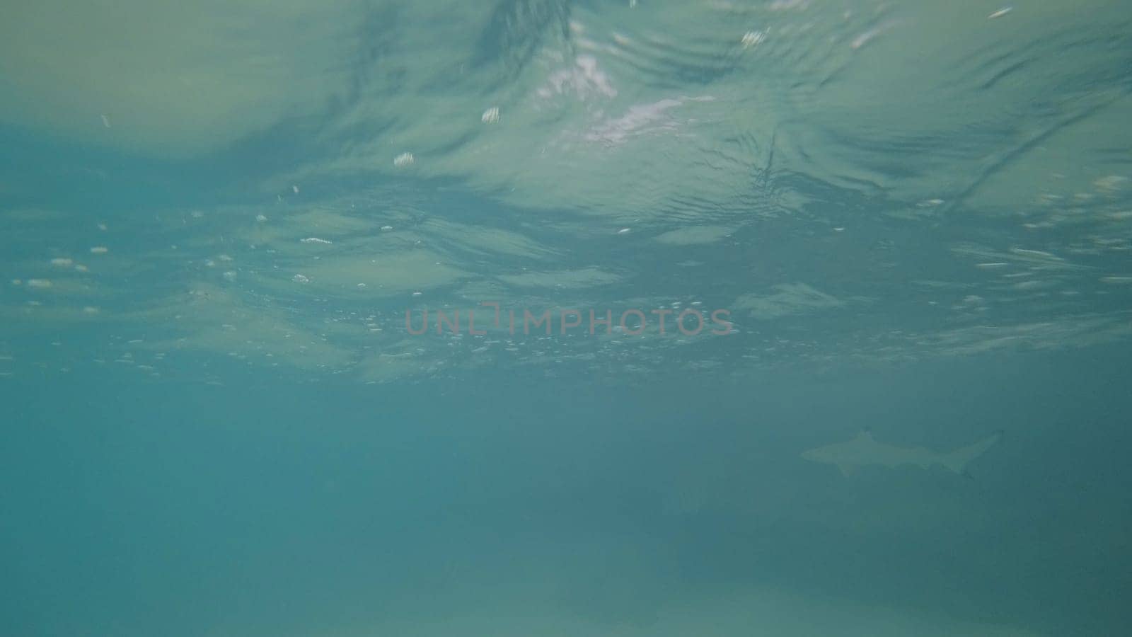 Underwater scene featuring a shark gliding gracefully through the deep turquoise waters of a tropical ocean, illuminated by shimmering light reflections and rising bubbles from the surface
