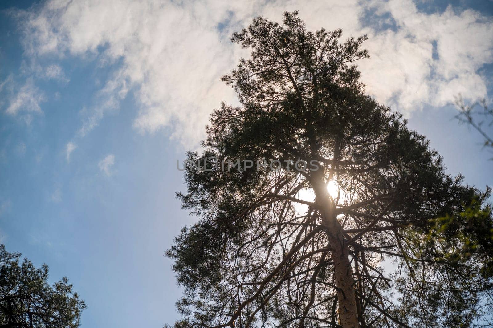 Tall pine tree in bright sunlight. Sun rays break through pine tree branches. View from below on a pine tree with a thick trunk. Tree branches against the sky with clouds. Mystery, tranquility