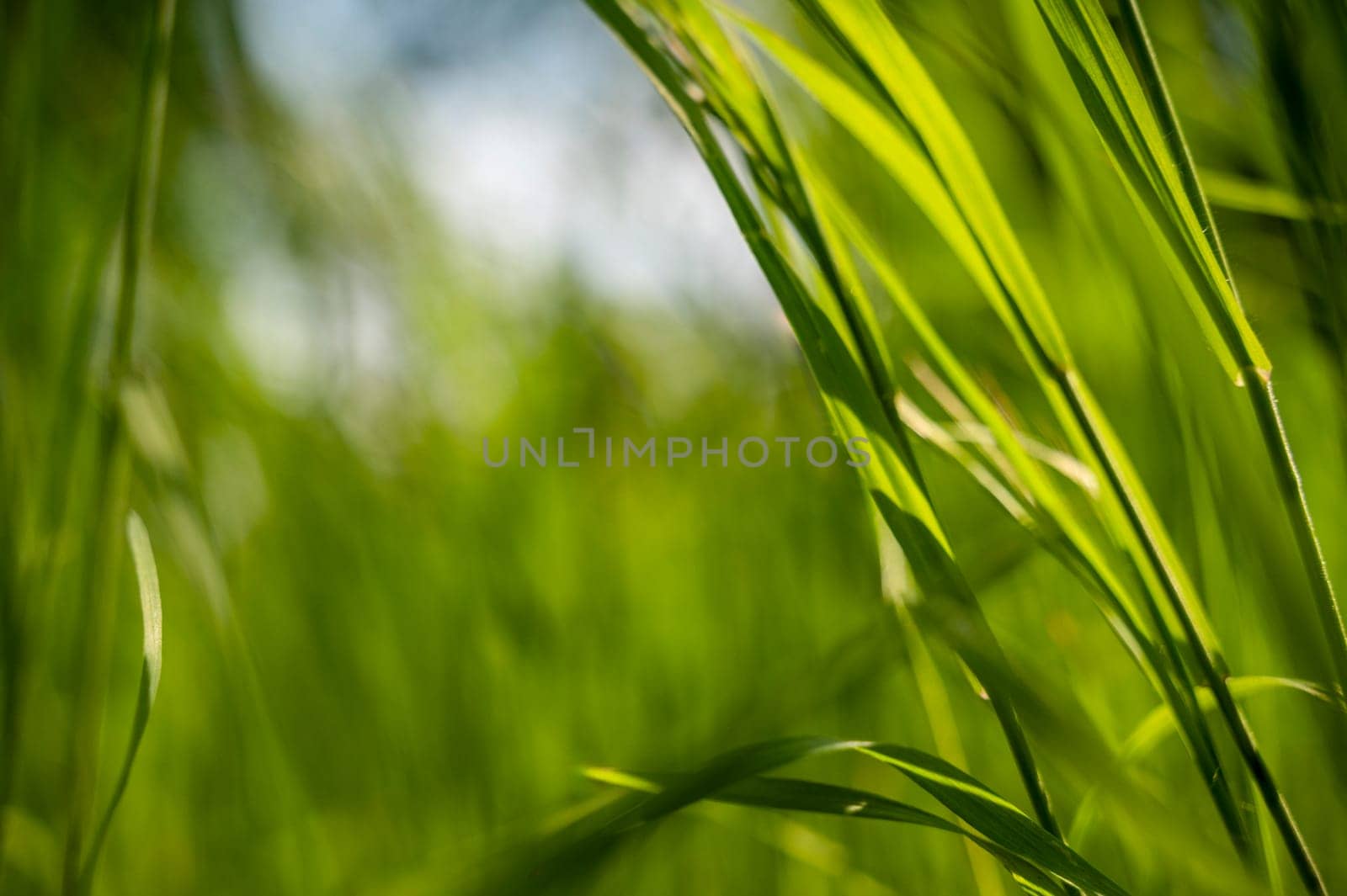 Green tall grass in the sun rays. Close-up of green tall grass against the sky, blurred background. pure green color. High quality photo