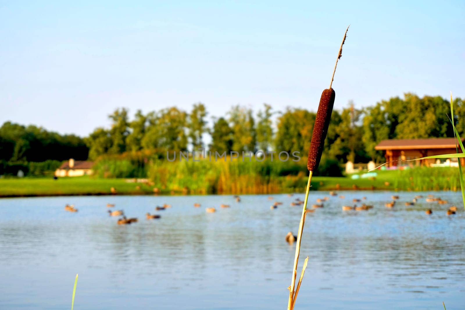 a tall, slender leaved plant of the grass family, which grows in water or on marshy ground