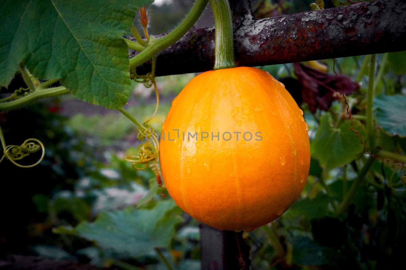 a large rounded orange-yellow fruit with a thick rind, edible flesh, and many seeds