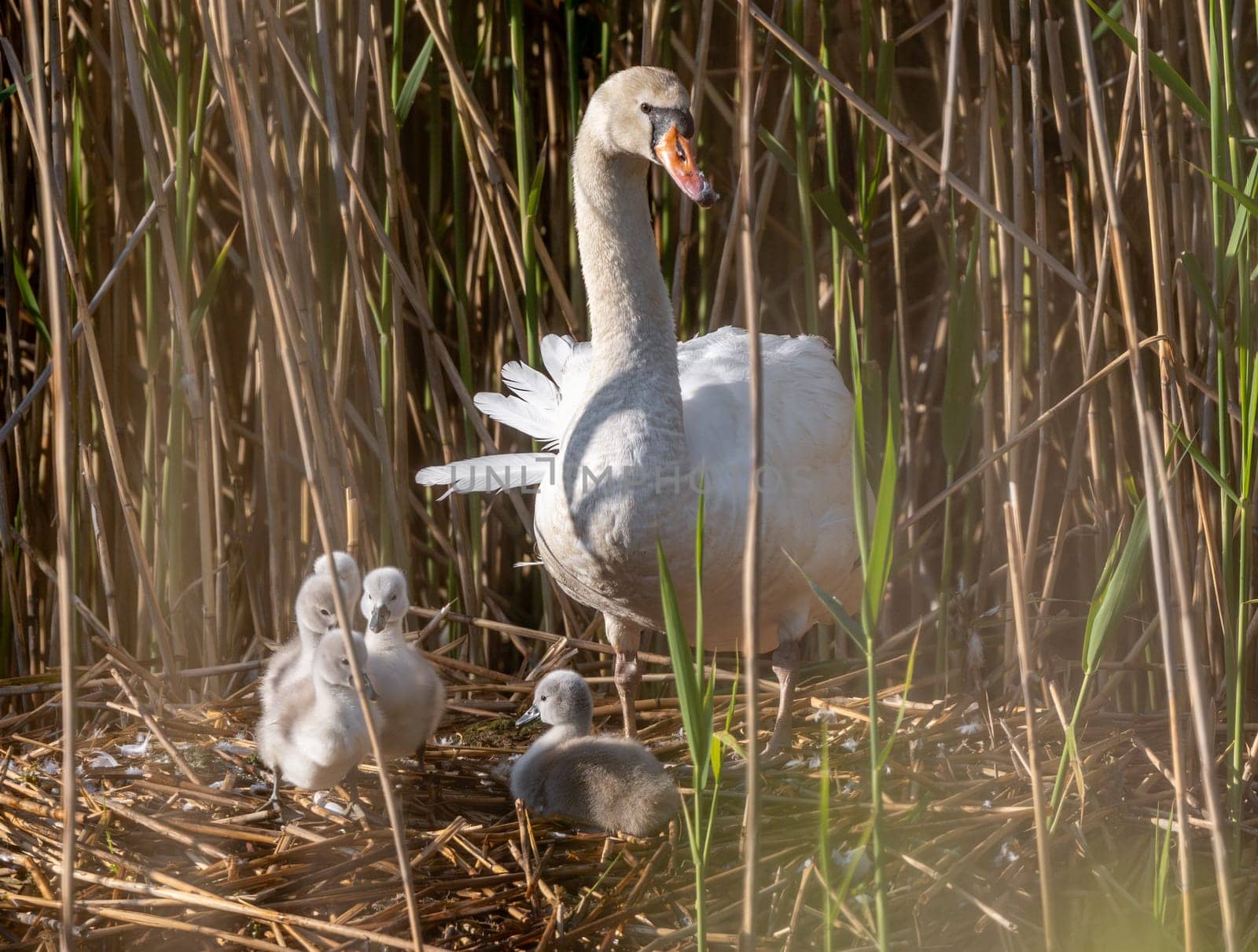 Mute Swan With Cygnets In Action In The Reeds
