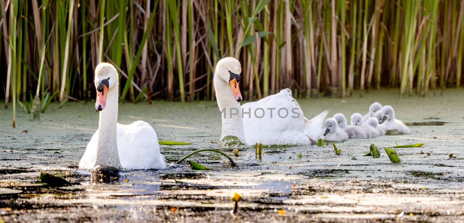 Beautiful Mute Swan With Newly Hatched Cygnets In The Pond