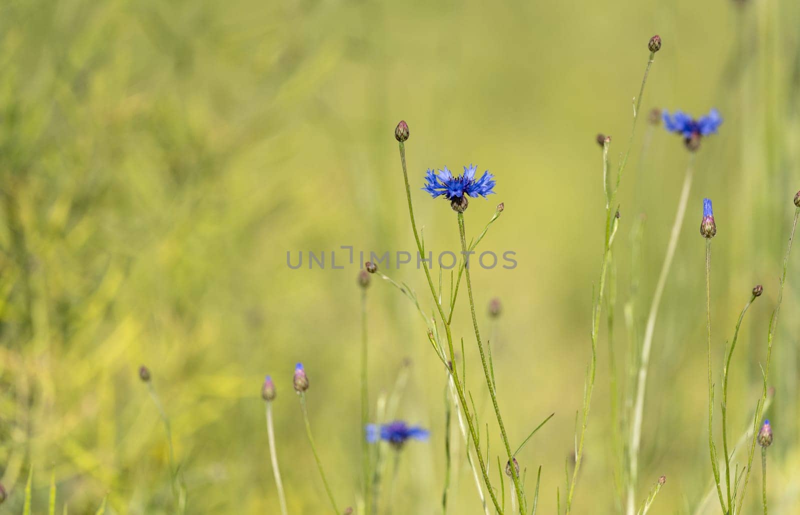 Cornflowers Set Against A Grass Background And Wildflowers