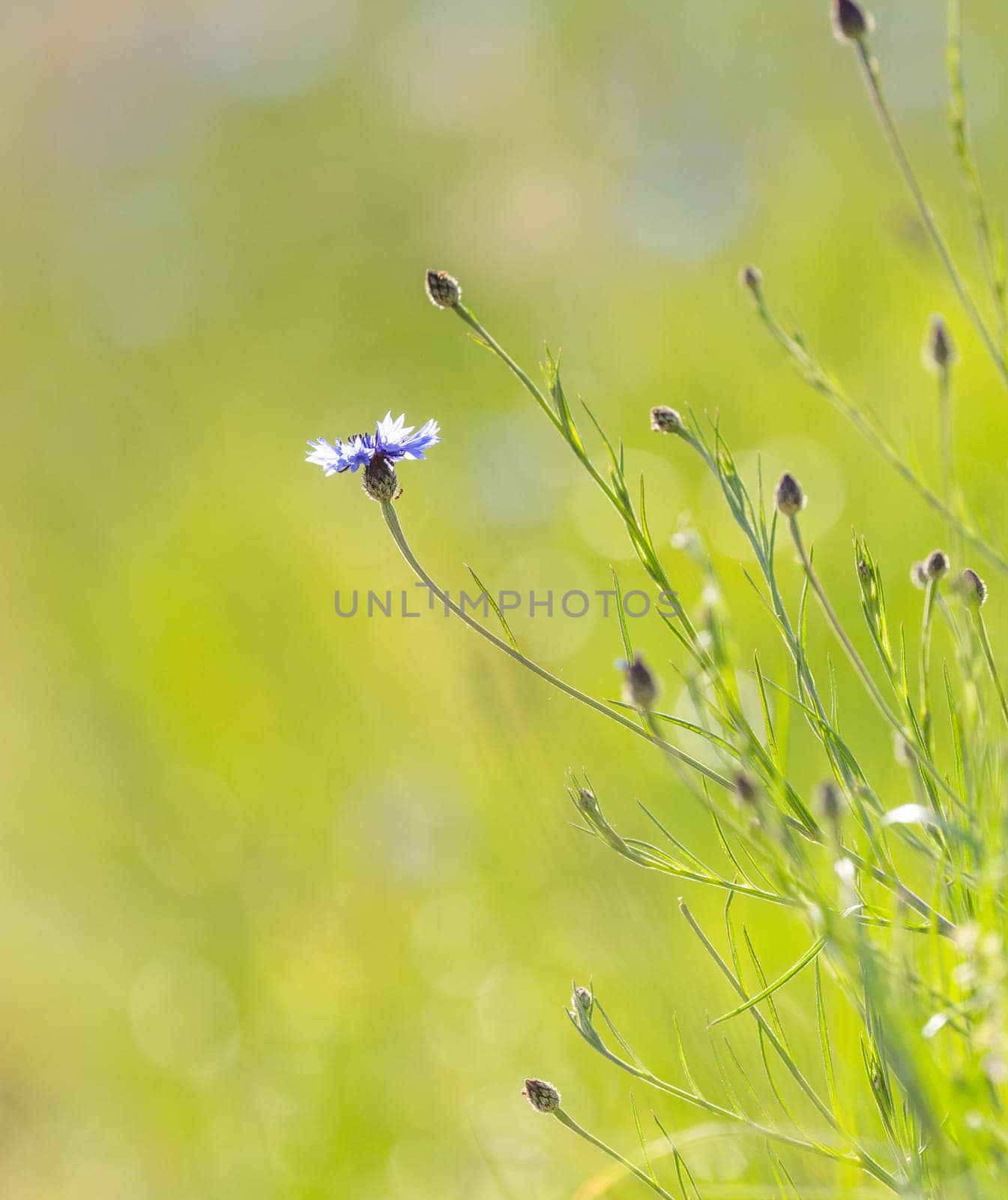 Cornflowers Set Against A Grass Background And Wildflowers