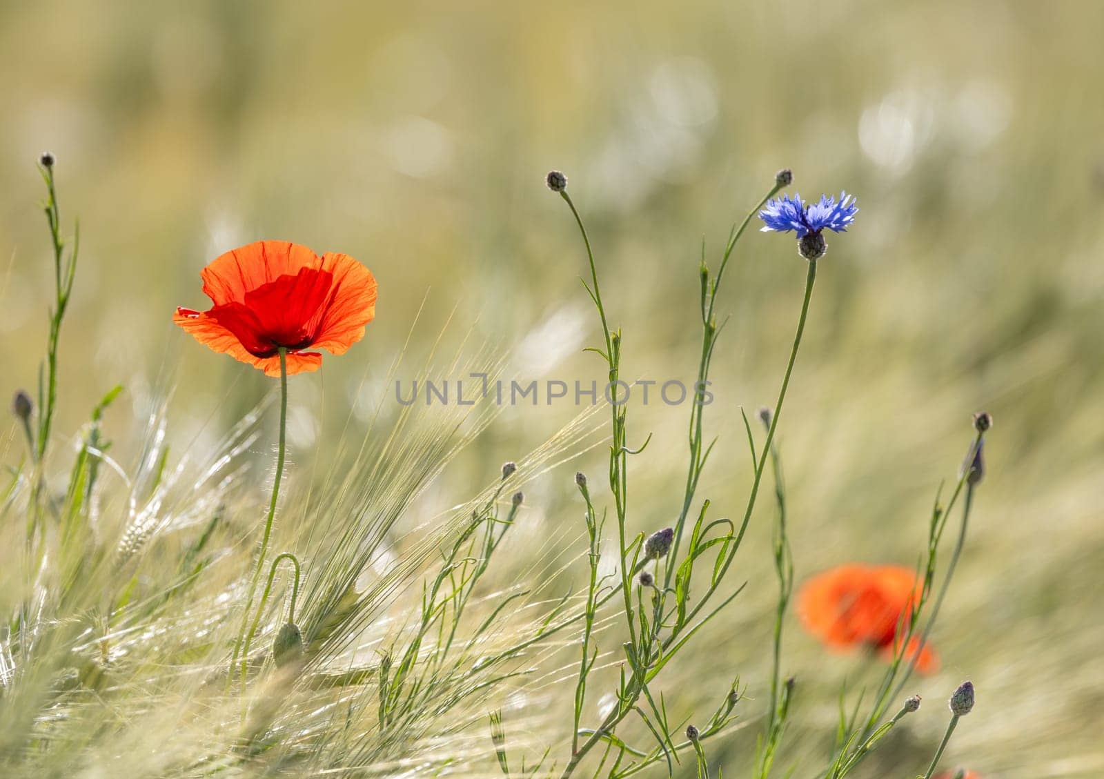 Field Flowers Like Cornflowers And Poppies Against A Grass Background