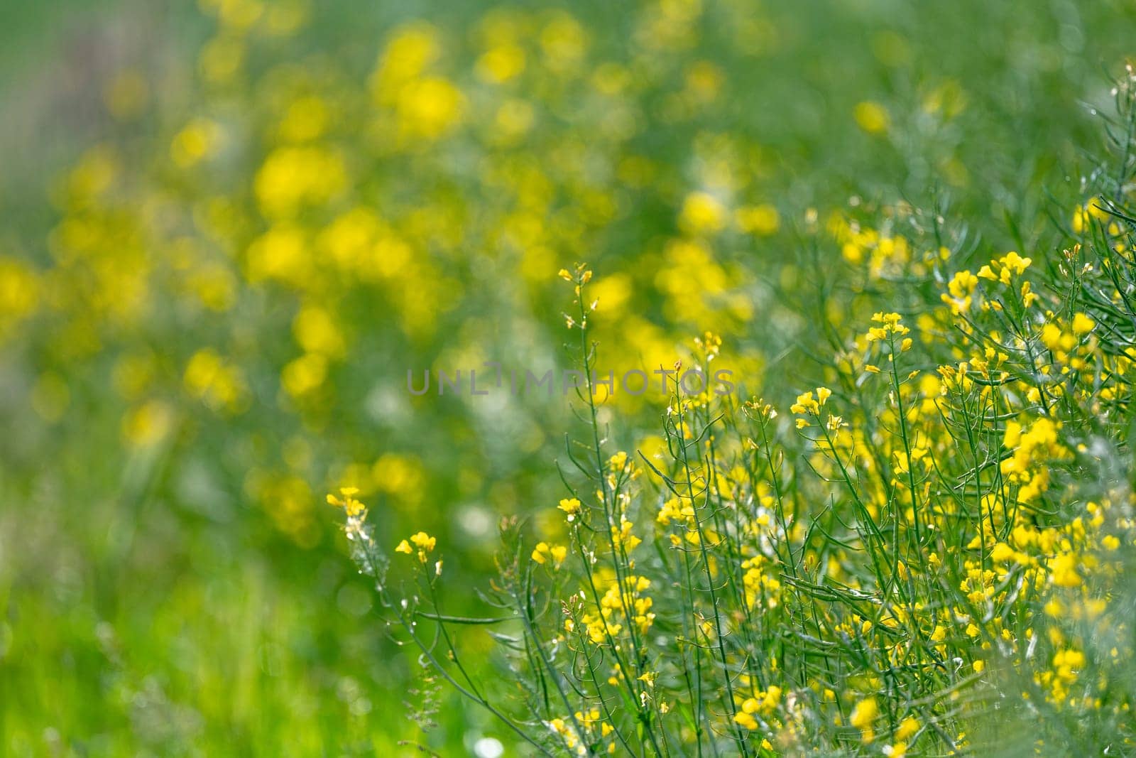 Yellow Rapeseed Flowers Blooming On A Blurred Background