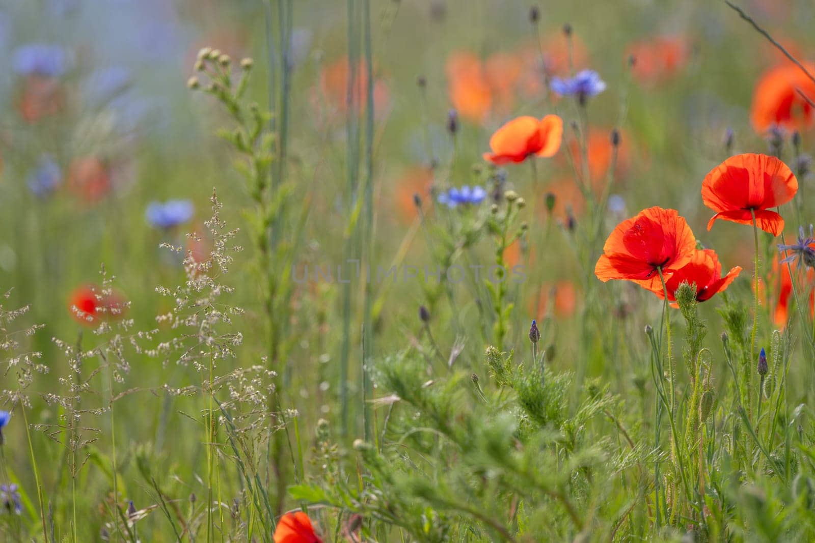 Meadow Background In Progress With Poppies And Grass