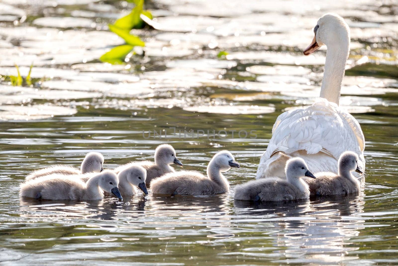 Beautiful Mute Swan With Newly Hatched Cygnets In The Pond