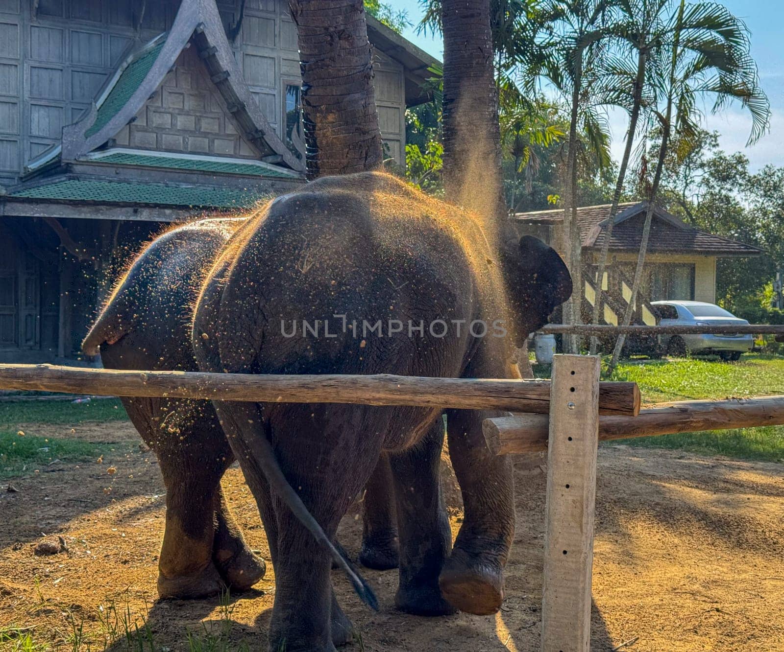 Cute exotic elephants in a serene environment for preservation, gray Asian elephants walking peacefully in a nature park. Symbolizing the importance of conservation and wildlife protection.