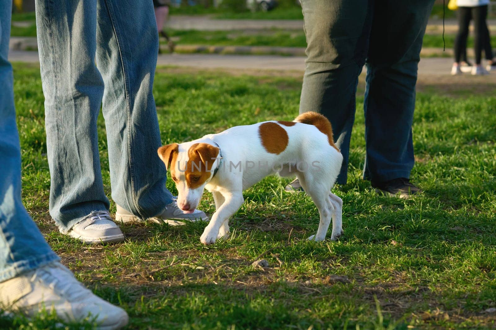 a small dog of a breed originally used for turning out foxes and other burrowing animals from their lairs