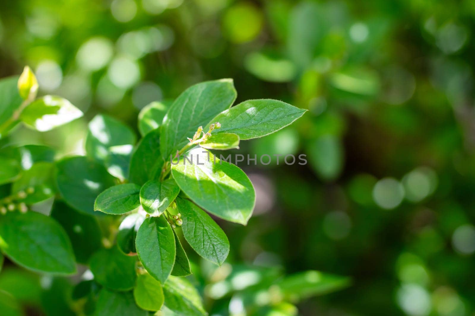 This is a closeup image featuring a vibrant green leaf on a beautiful plant, set against a softly blurred background for artistic effect