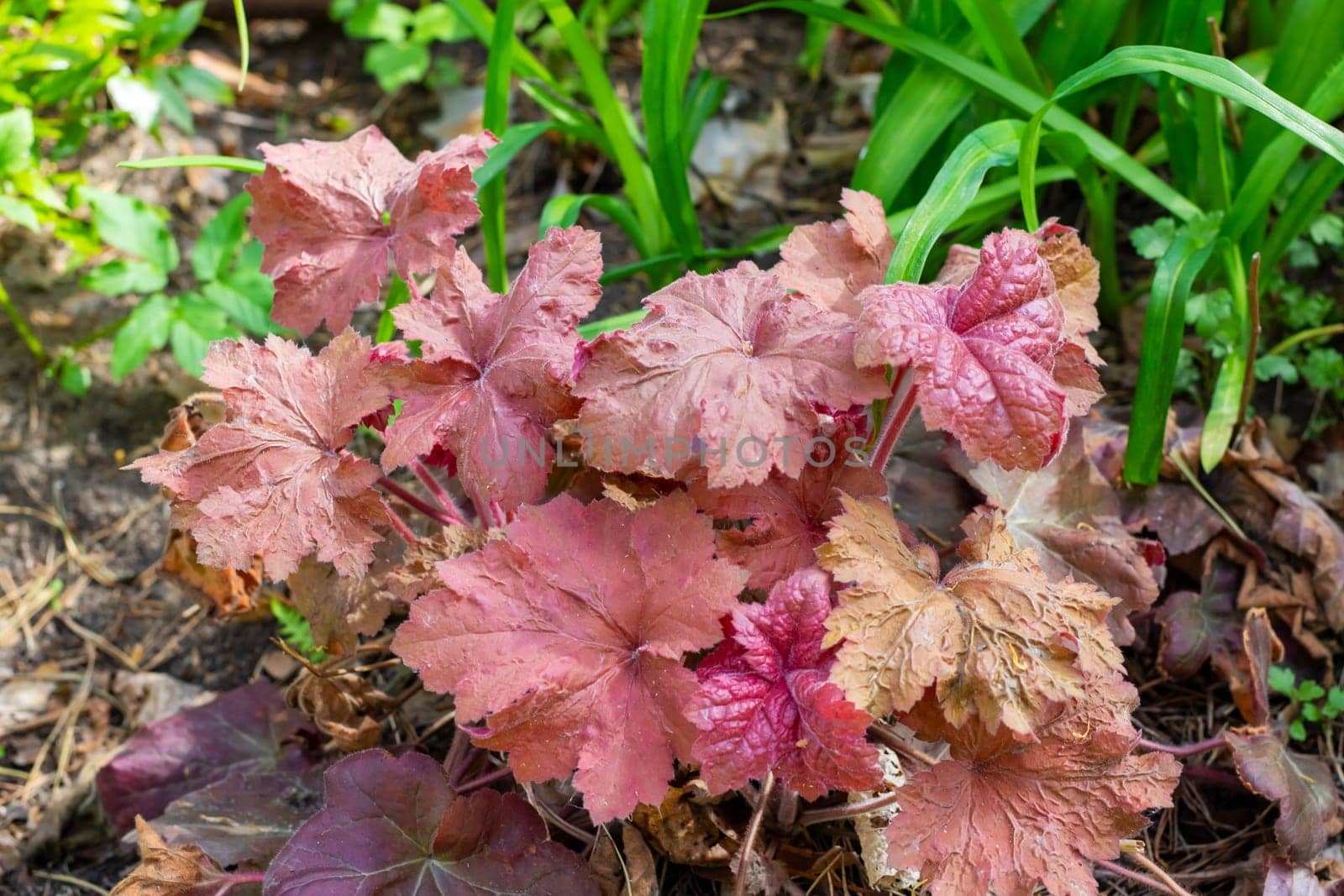 This is a close up view of a vibrant plant with striking red leaves, beautifully displayed in a wellmaintained garden setting