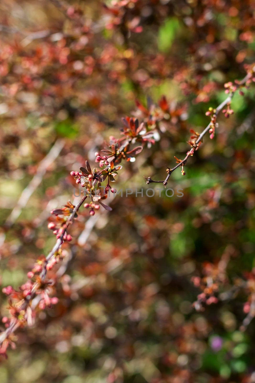 This image features a detailed closeup of a beautiful tree branch adorned with vibrant red flowers and lush green leaves all around it