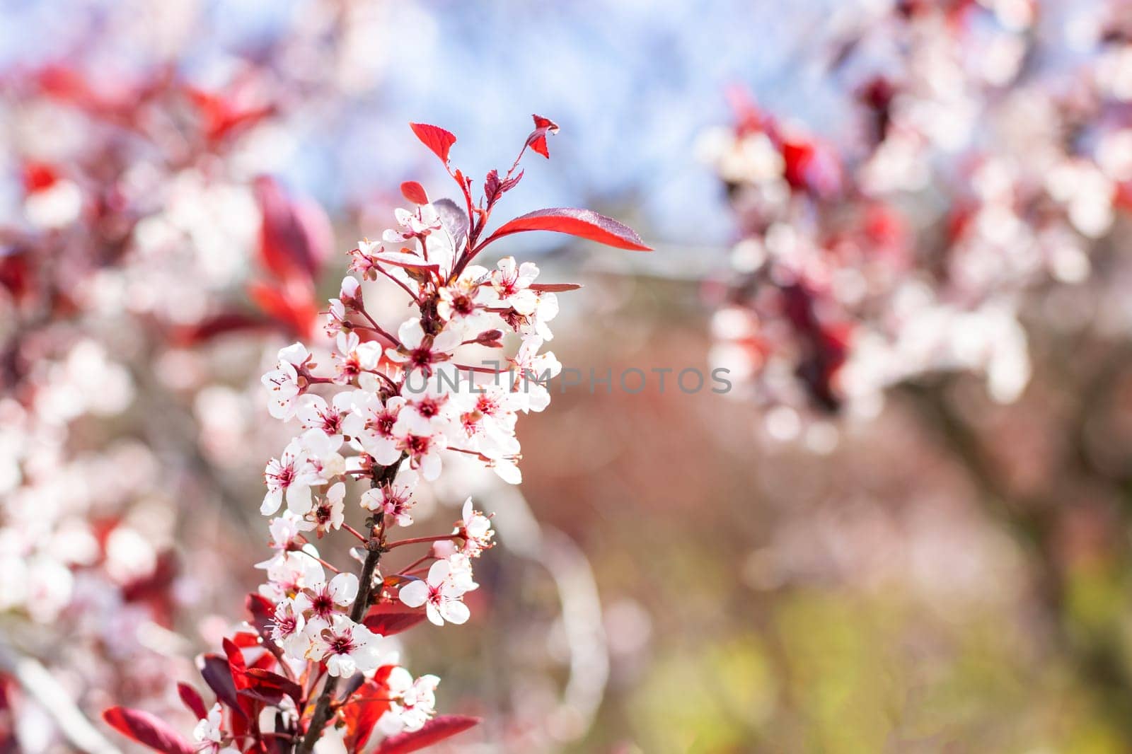 A beautiful tree branch adorned with lovely white flowers and striking red leaves, showcasing natures colorful display of blooms