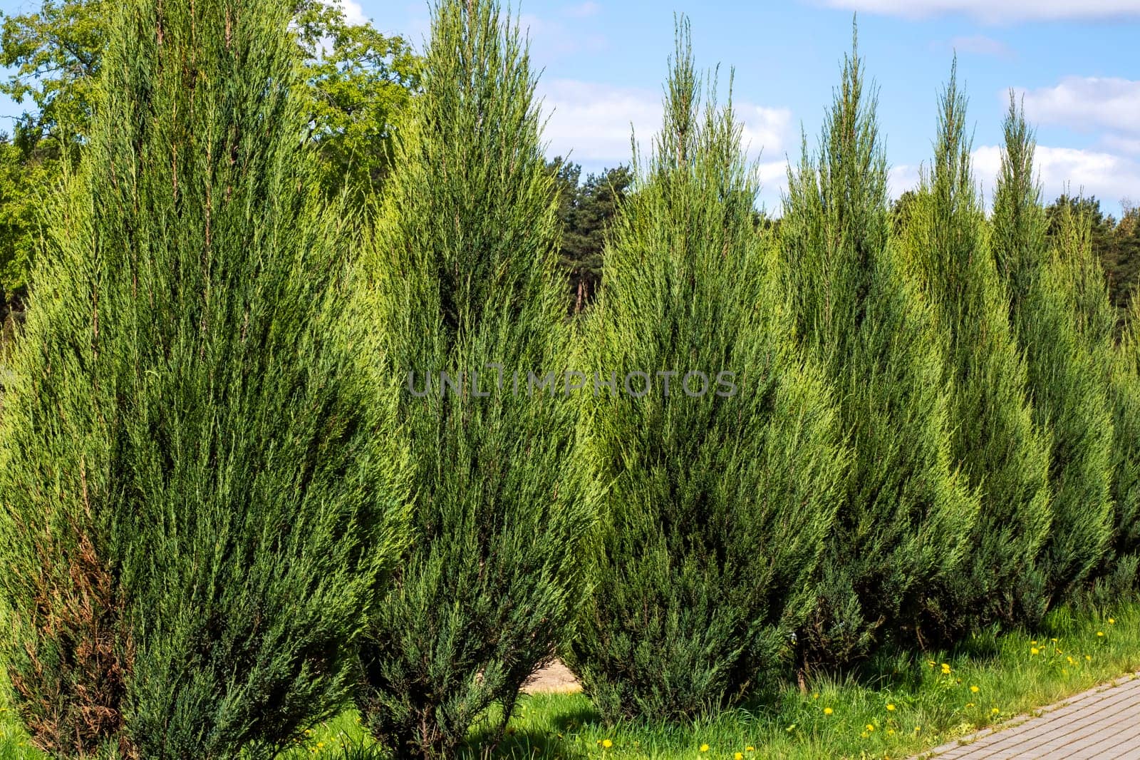There exists a row of tall, majestic trees that stand sentinel along the side of a winding road, providing beauty and shade