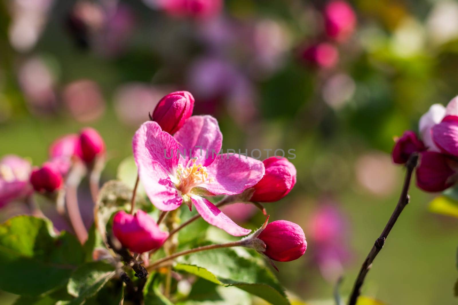 A detailed closeup of a beautiful pink flower delicately situated on a small tree branch, showcasing its intricate petals and natural beauty