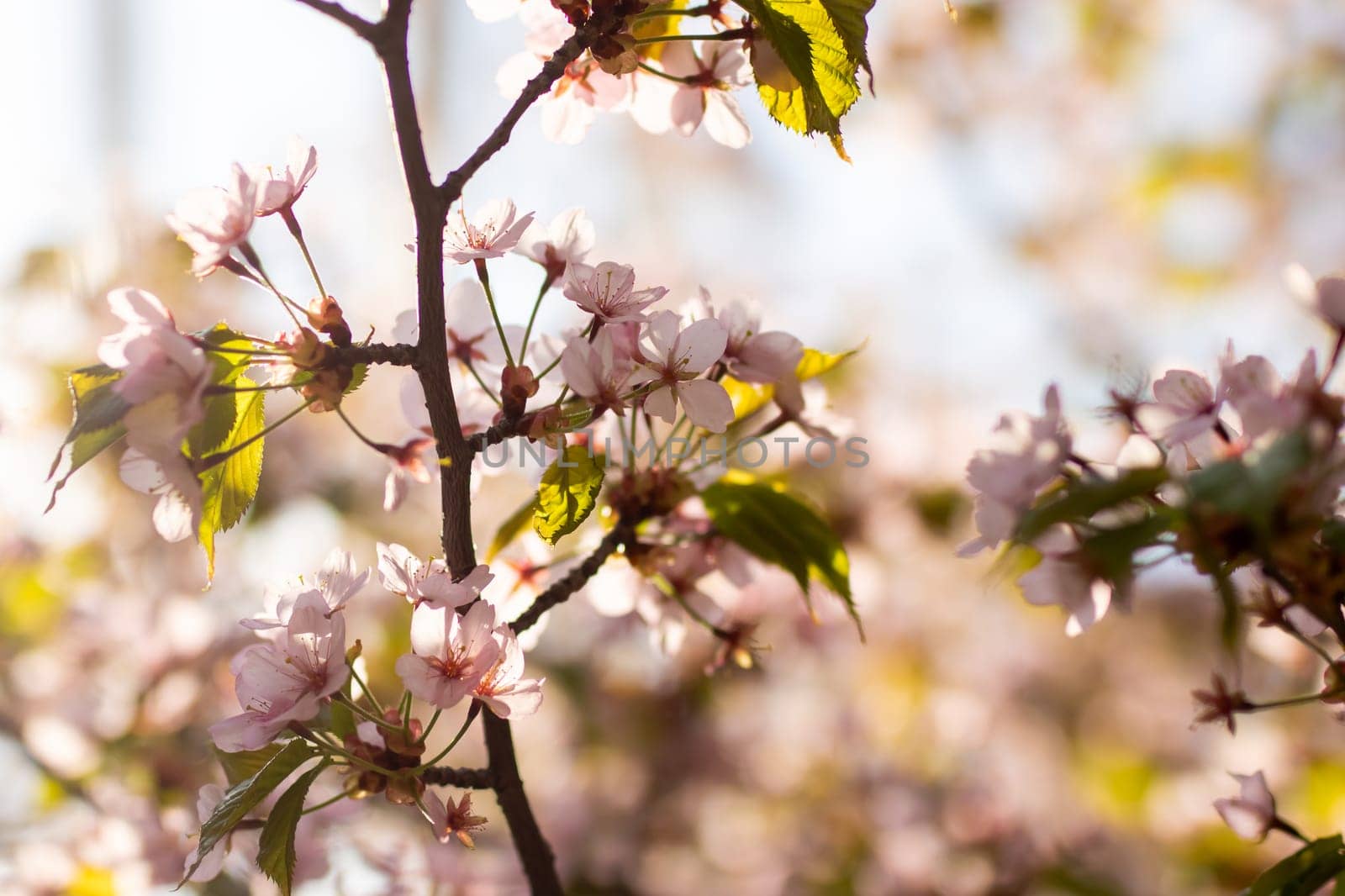 A delicate tree branch adorned with beautiful pink flowers and vibrant green leaves, showcasing the beauty of nature in springtime