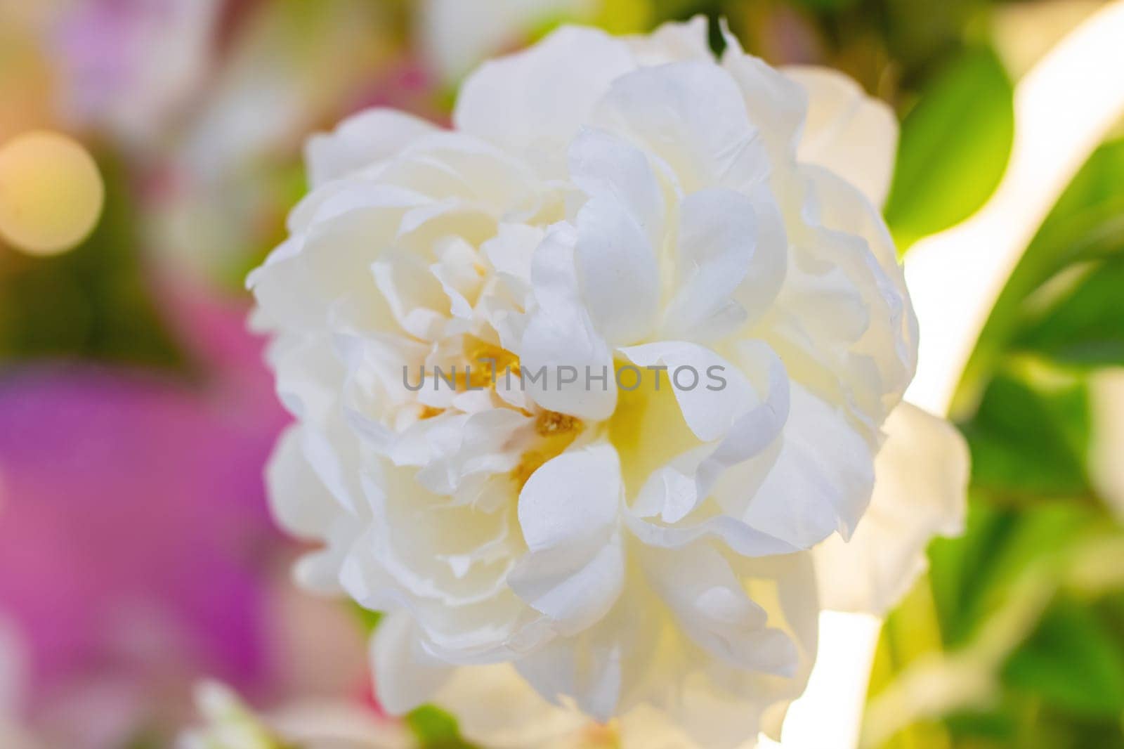 This is an intricate closeup photograph depicting a beautiful white flower that features a vibrant yellow center, showcasing natures elegance