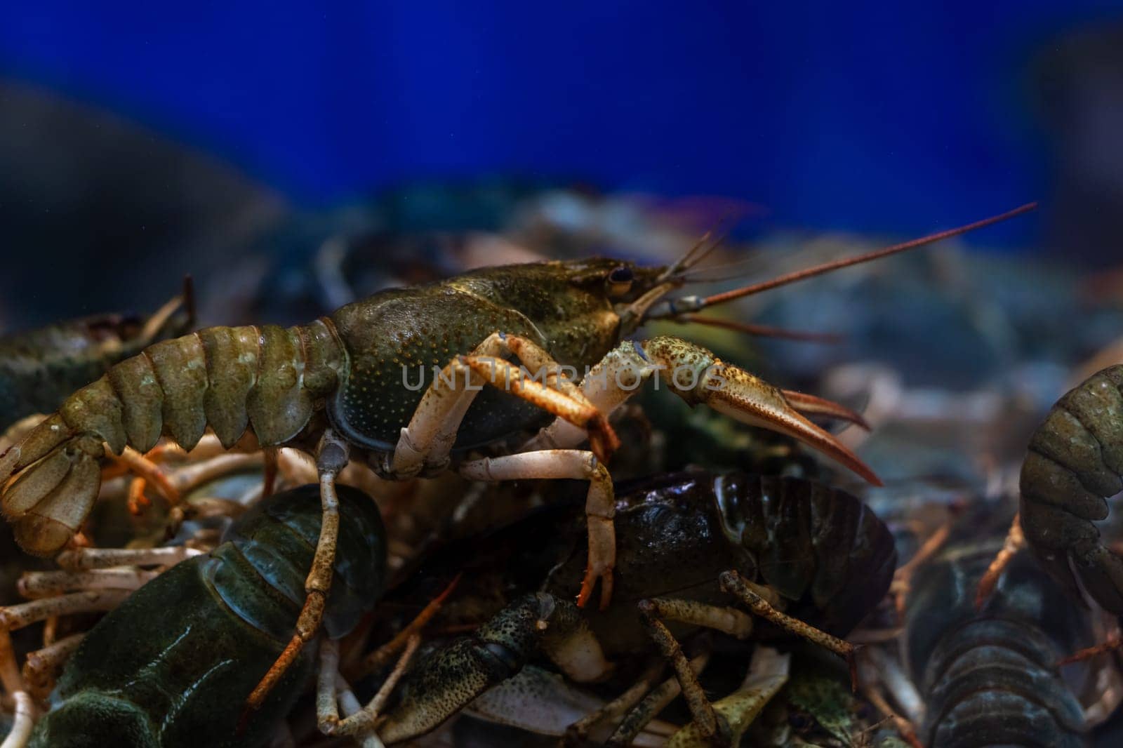 A lively group of crayfish are gracefully swimming in their tank which features an attractive blue background, enhancing their vibrant colors
