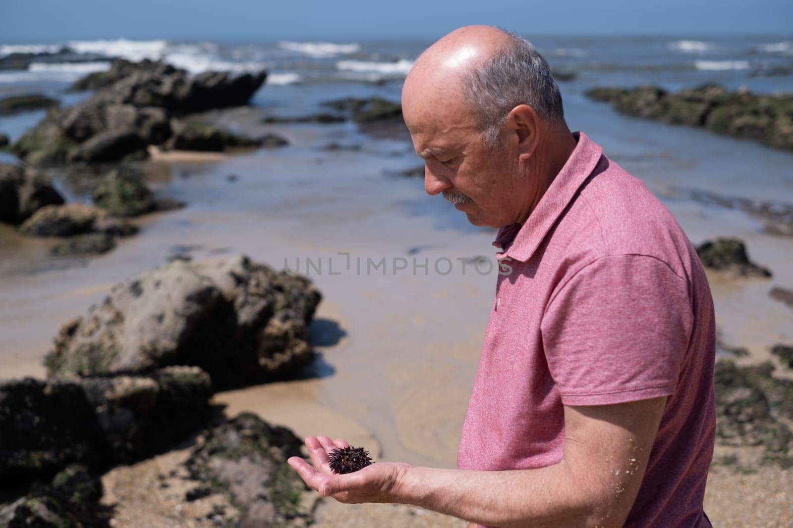 Elderly Man with Mustache Examining a Sea Urchin on the Beach. High quality photo