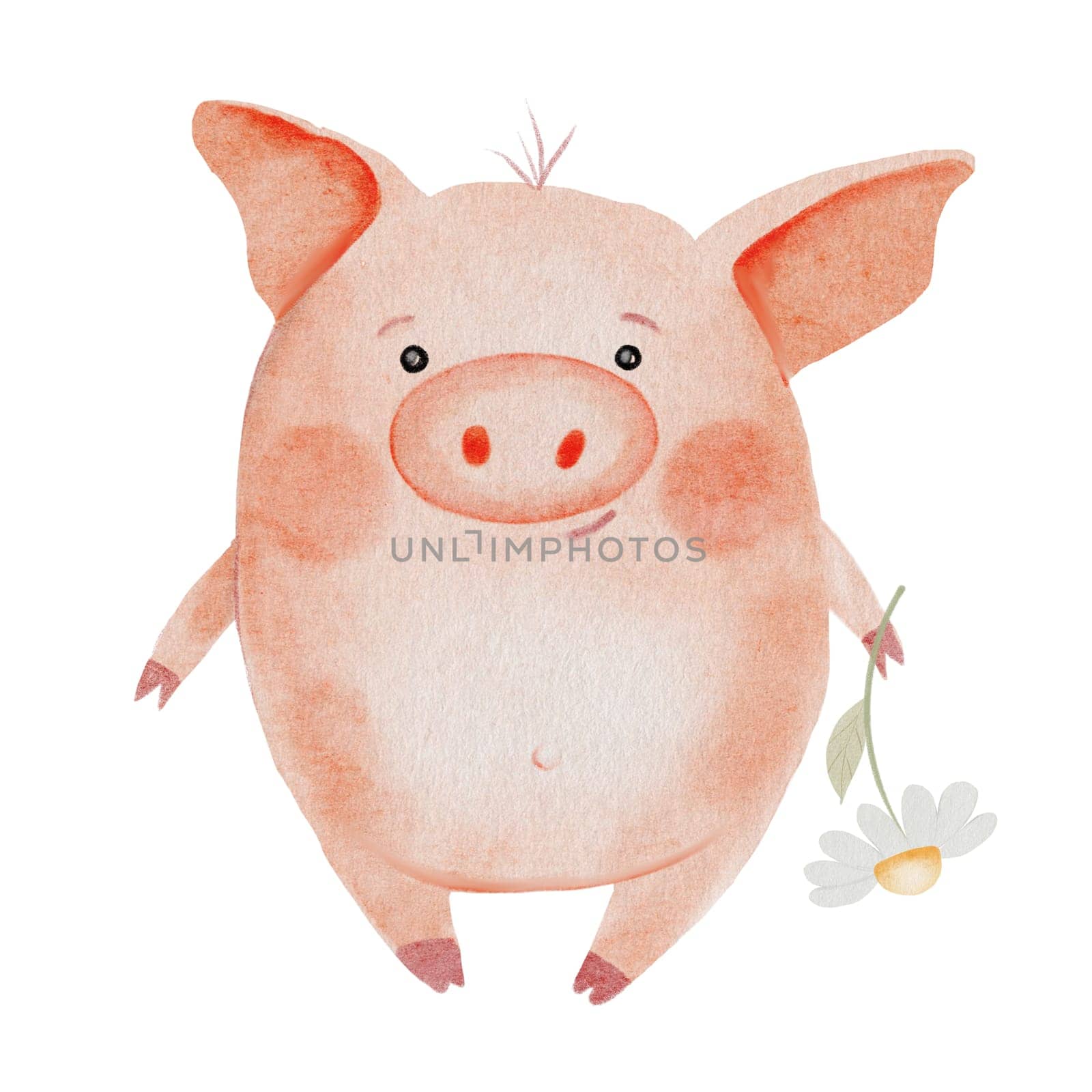 Piglet or piggy watercolor drawing. Hand drawn illustration of pig with chamomile flower on white background. Clip art of cute farm animal character. Ideal for stickers, cards and baby educational cards. High quality photo