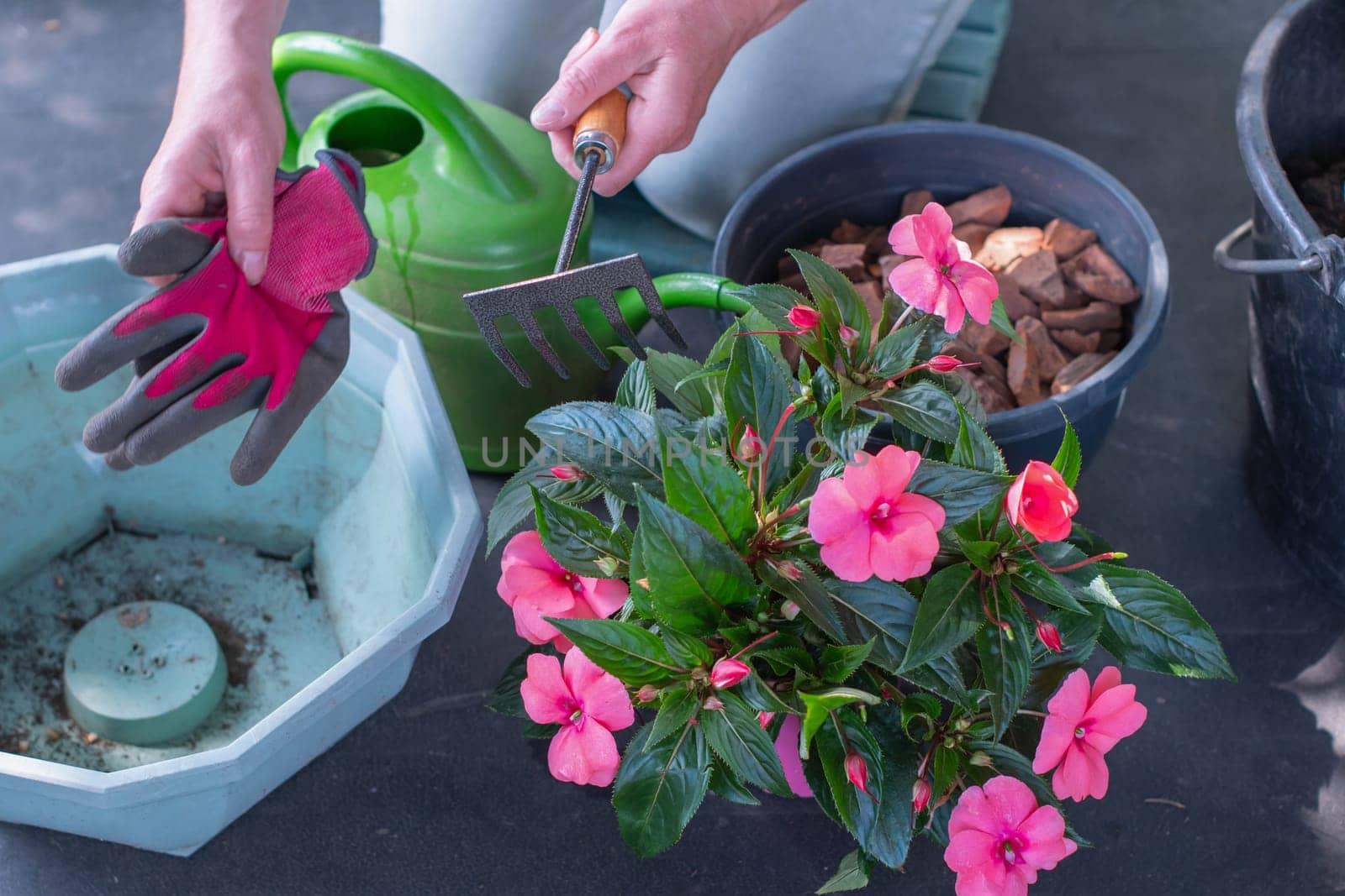 gardener in gloves to transplant pink impatiens walleriana plant into large pot, watering can, potting soil,pots, and various gardening tools arranged on ground all set for planting blooms