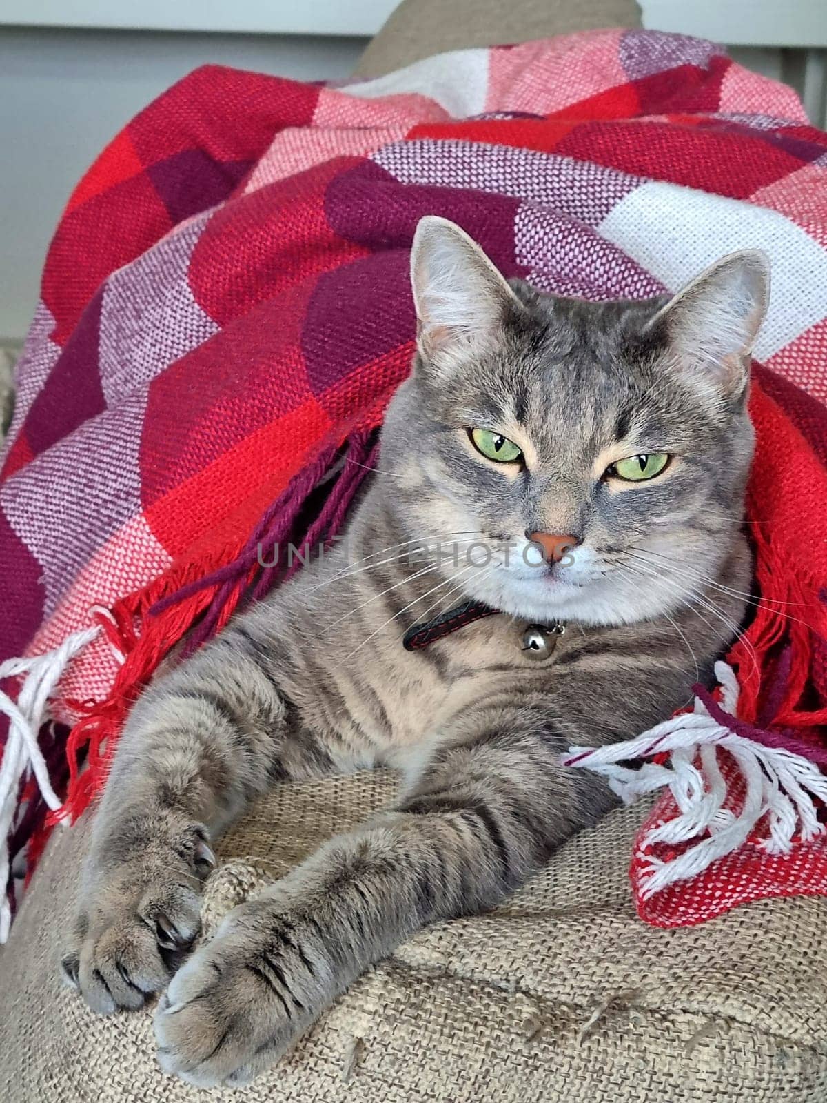 Vertical cozy photo of a gray cat lying comfortably under a red and white checkered blanket. The cat appears relaxed and content, enjoying a peaceful moment. The image evokes warmth, comfort, and pet-friendly indoor atmosphere perfect for themes of home life, coziness, and animal companionship.
