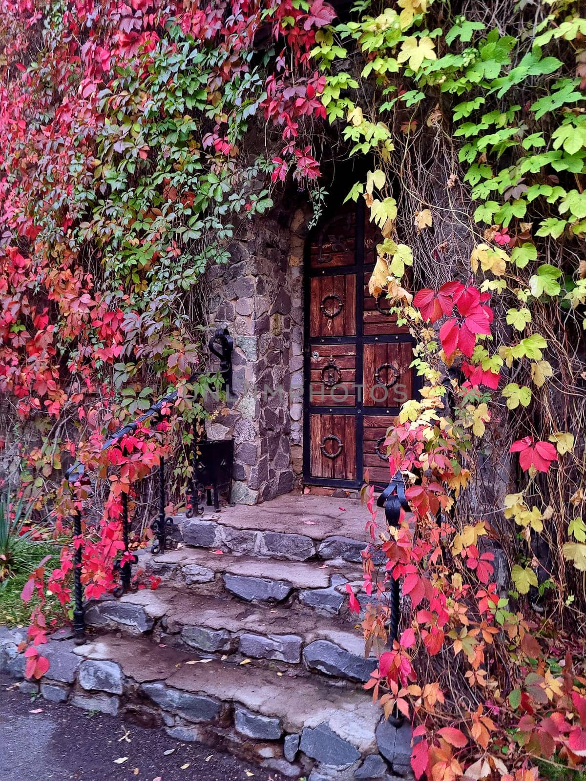 Vertical autumn photo of a rustic wooden entrance door with metal details, set above stone steps. The surrounding walls are beautifully covered with vibrant red and green ivy leaves, creating a cozy, seasonal atmosphere. Ideal for themes of fall, architecture, and picturesque homes.
