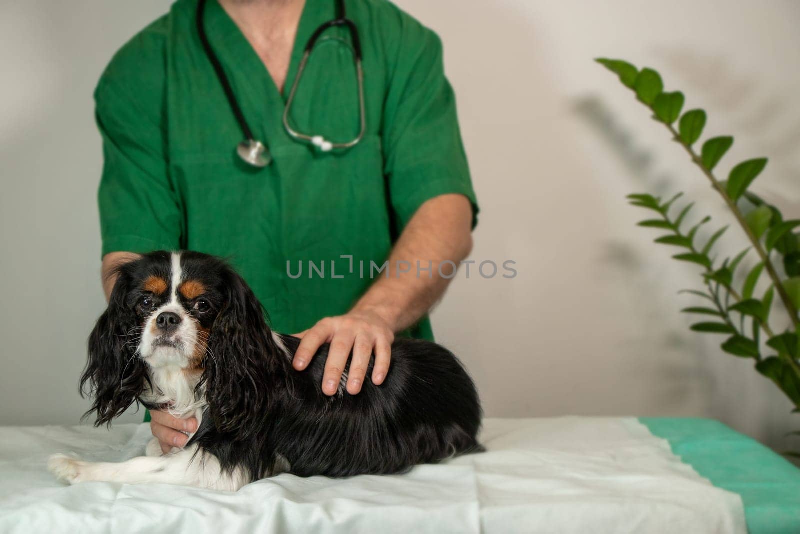 Soft focus photo of a cute Cavalier King Charles Spaniel lying on a couch while a male veterinarian gently pets the dog. The image conveys warmth, trust, and calm professional pet care in a cozy indoor setting with ample copy space for text or design.